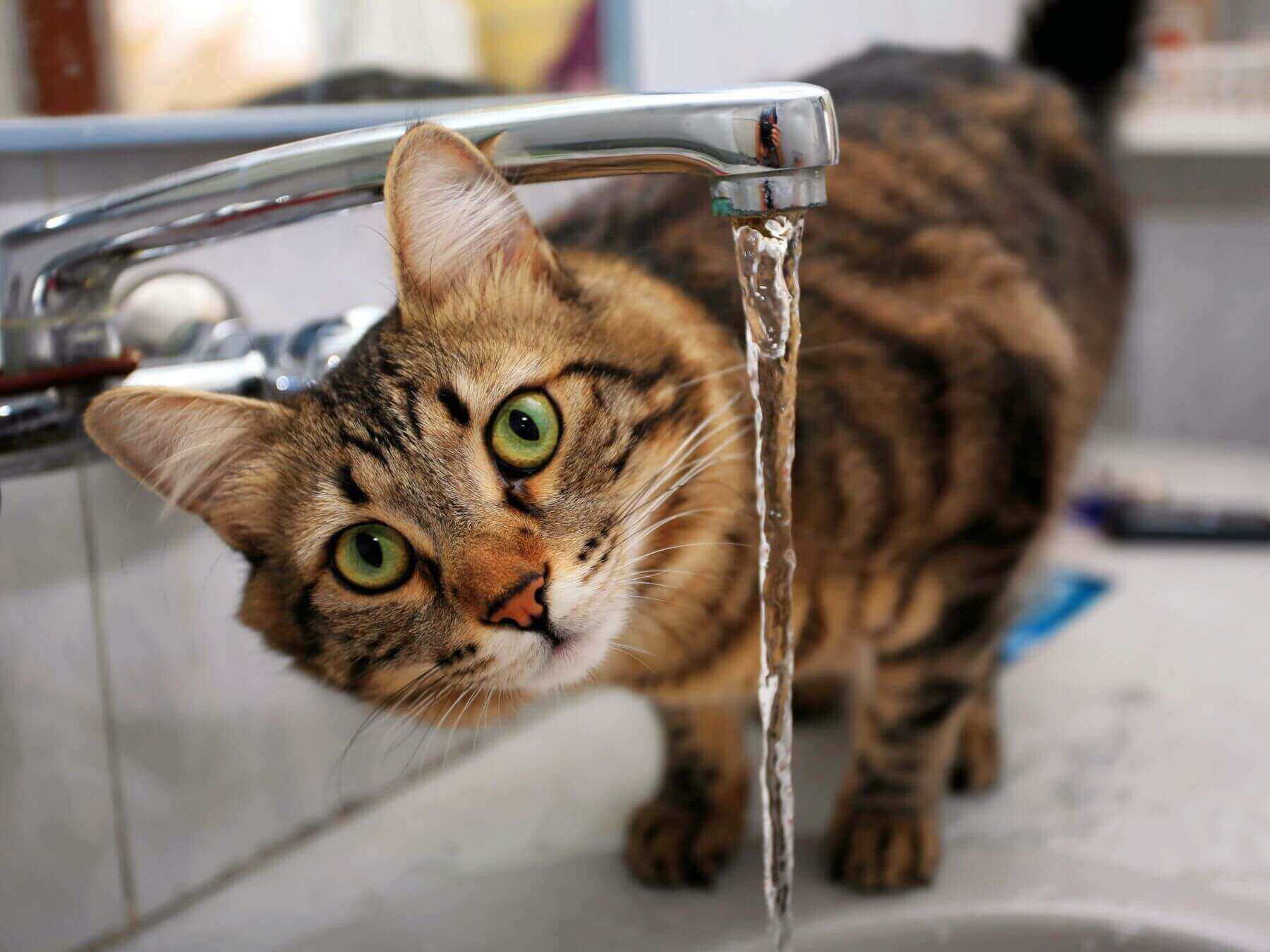 Katze trinkt von einem Wasserhahn.