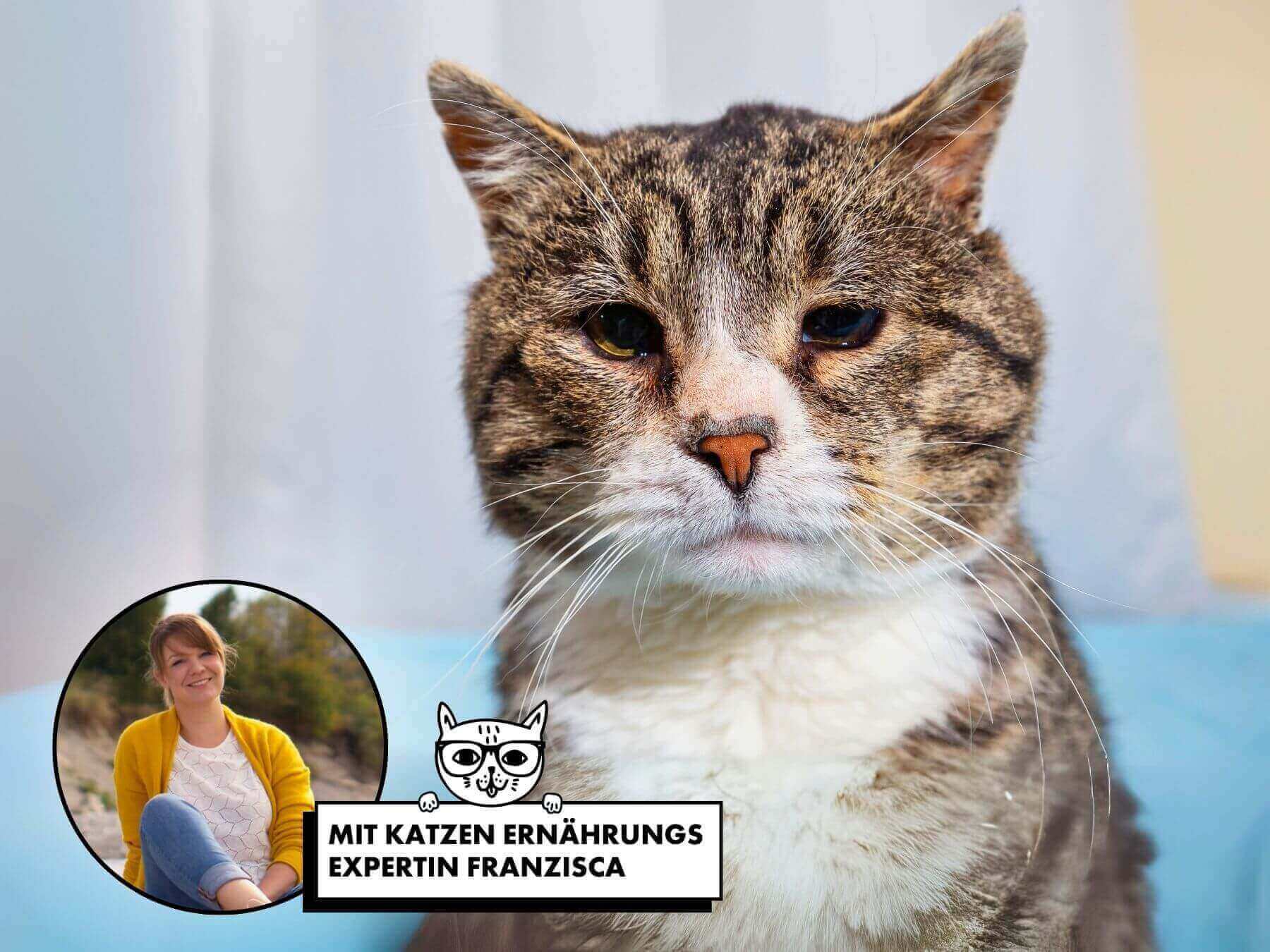 Bild einer sehr alten Katze.