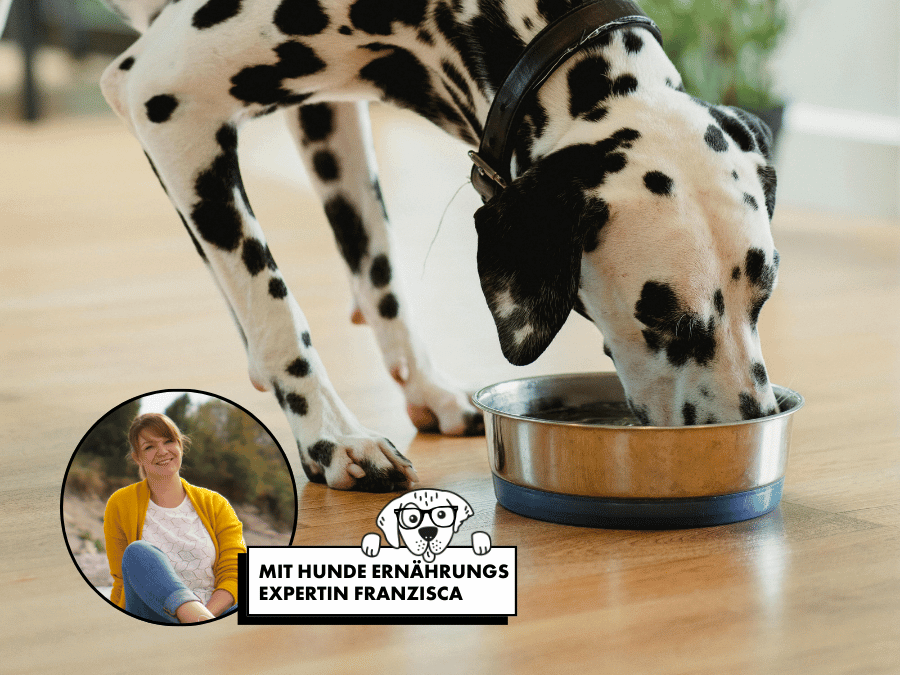 Dalmatiner frisst spezielles Rassefutter im Napf
