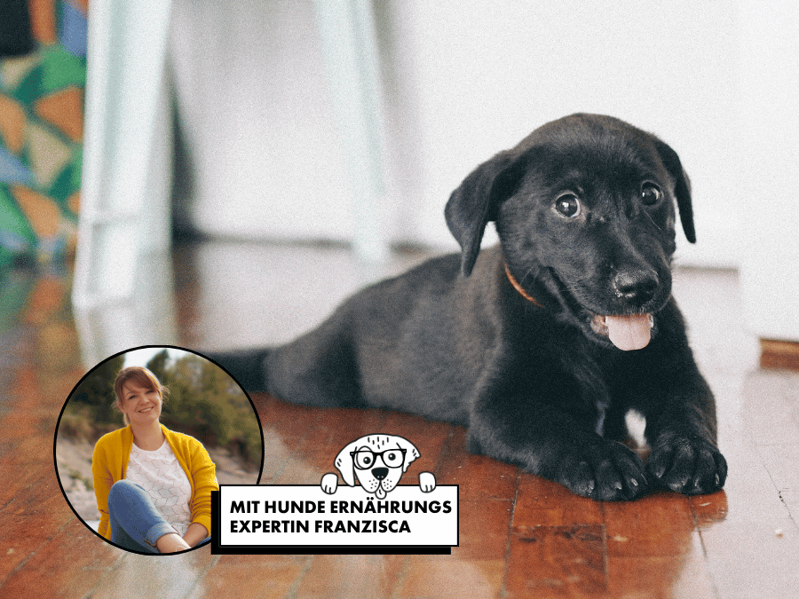 Schwarzer Labrador-Welpe