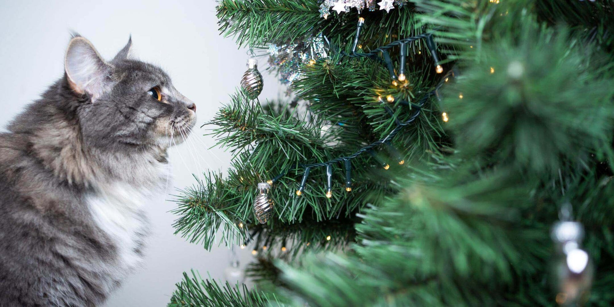 Langhaarkatze-am-Weihnachtsbaum-an-Weihnachten-mit-Katze