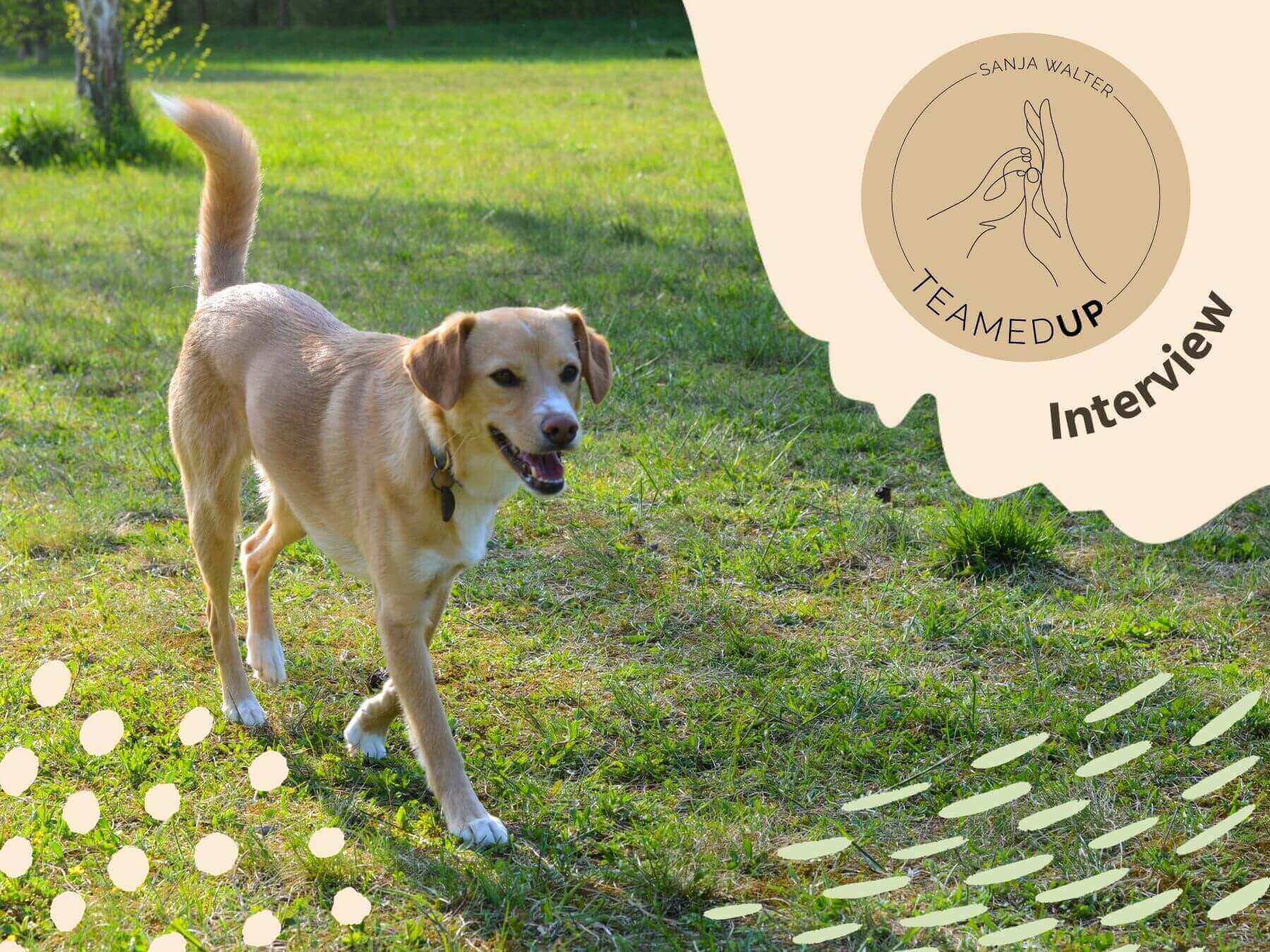 Hund im Sommer in einem Garten.