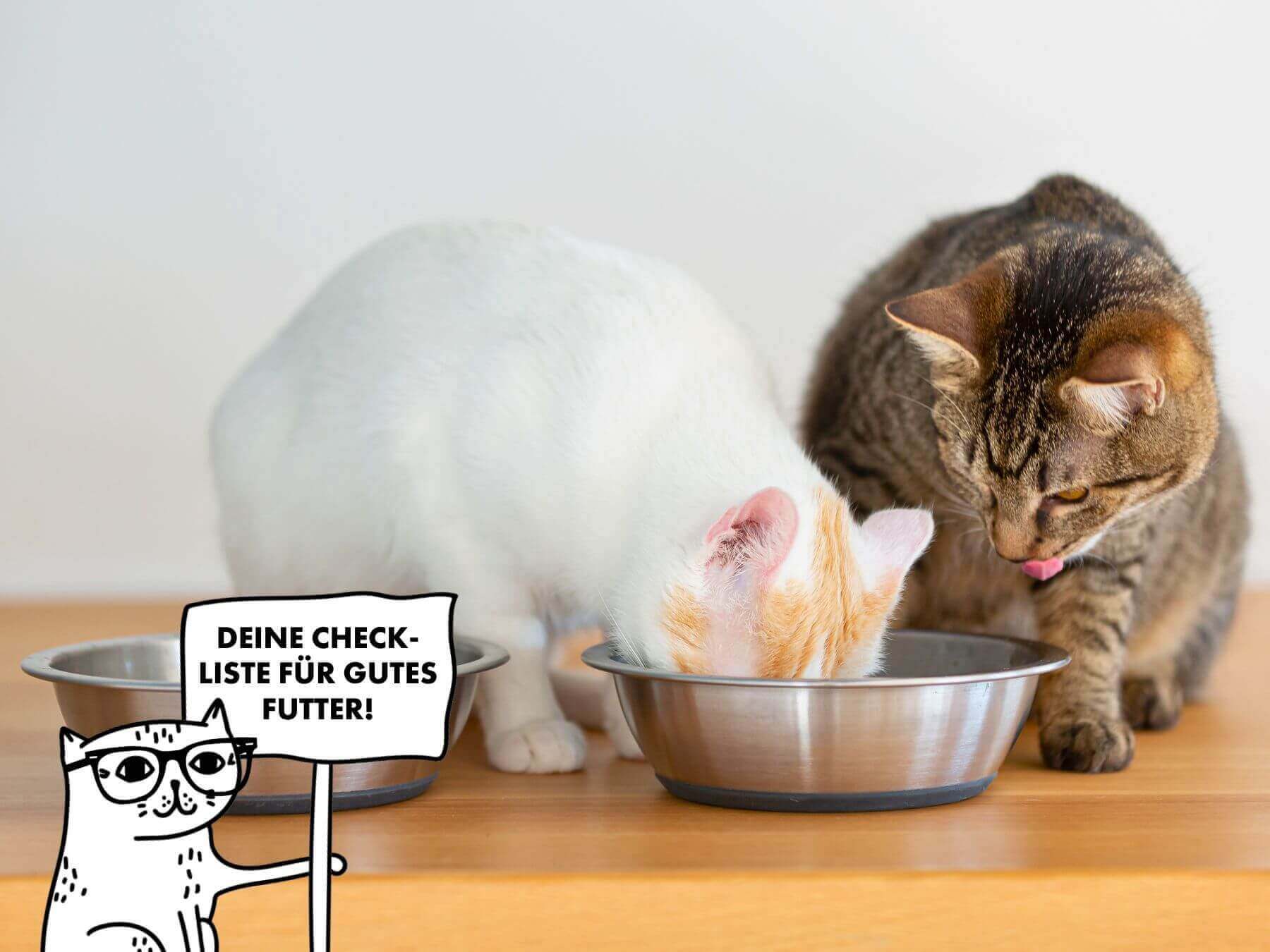 Zwei Katzen fressen aus einem Napf