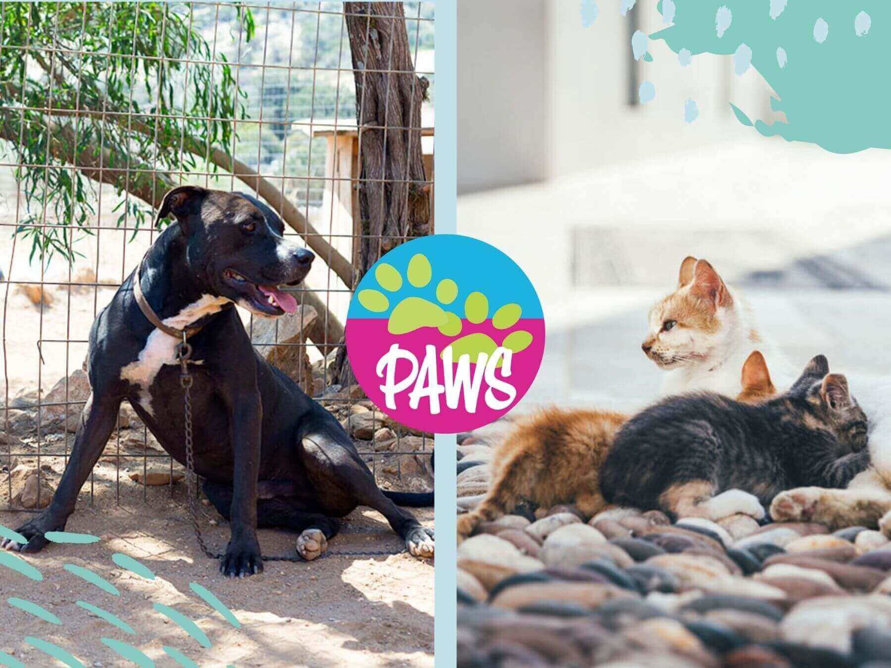 Unser Partner-Tierschutzverein PAWS