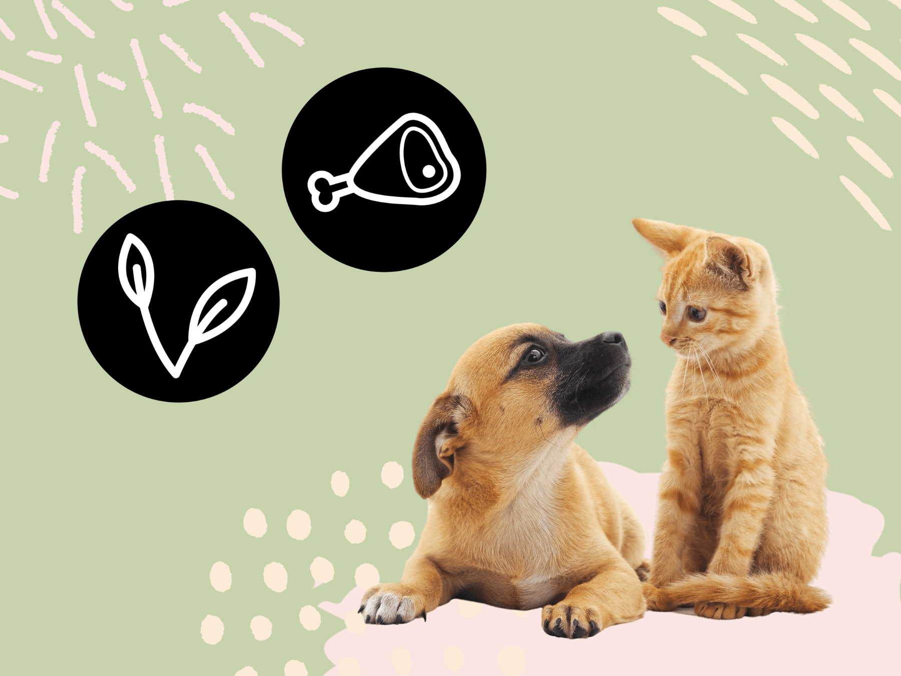 Sind Katzen und Hunde Fleischfresser oder Allesfresser?