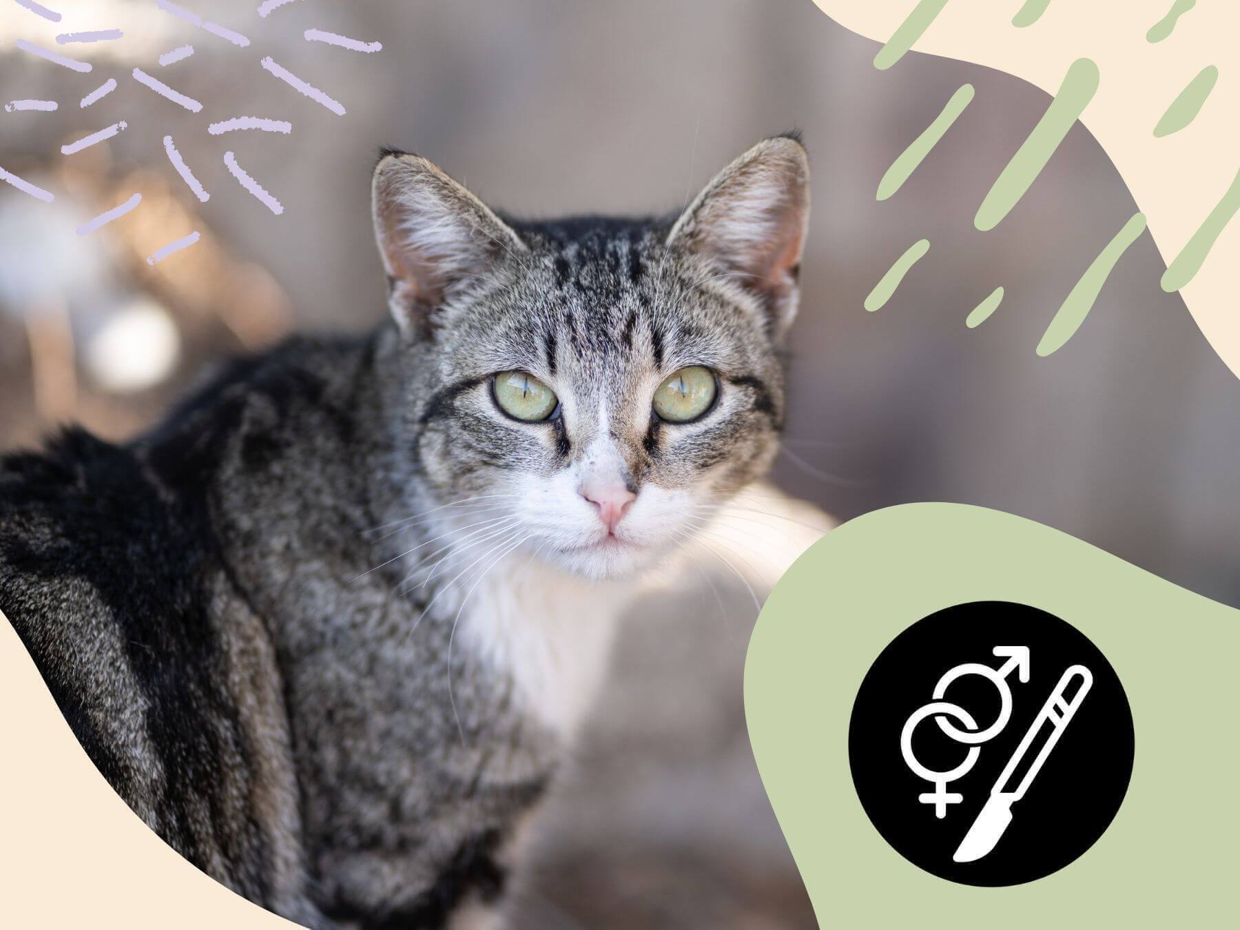 Kastrationen bei Katzen.