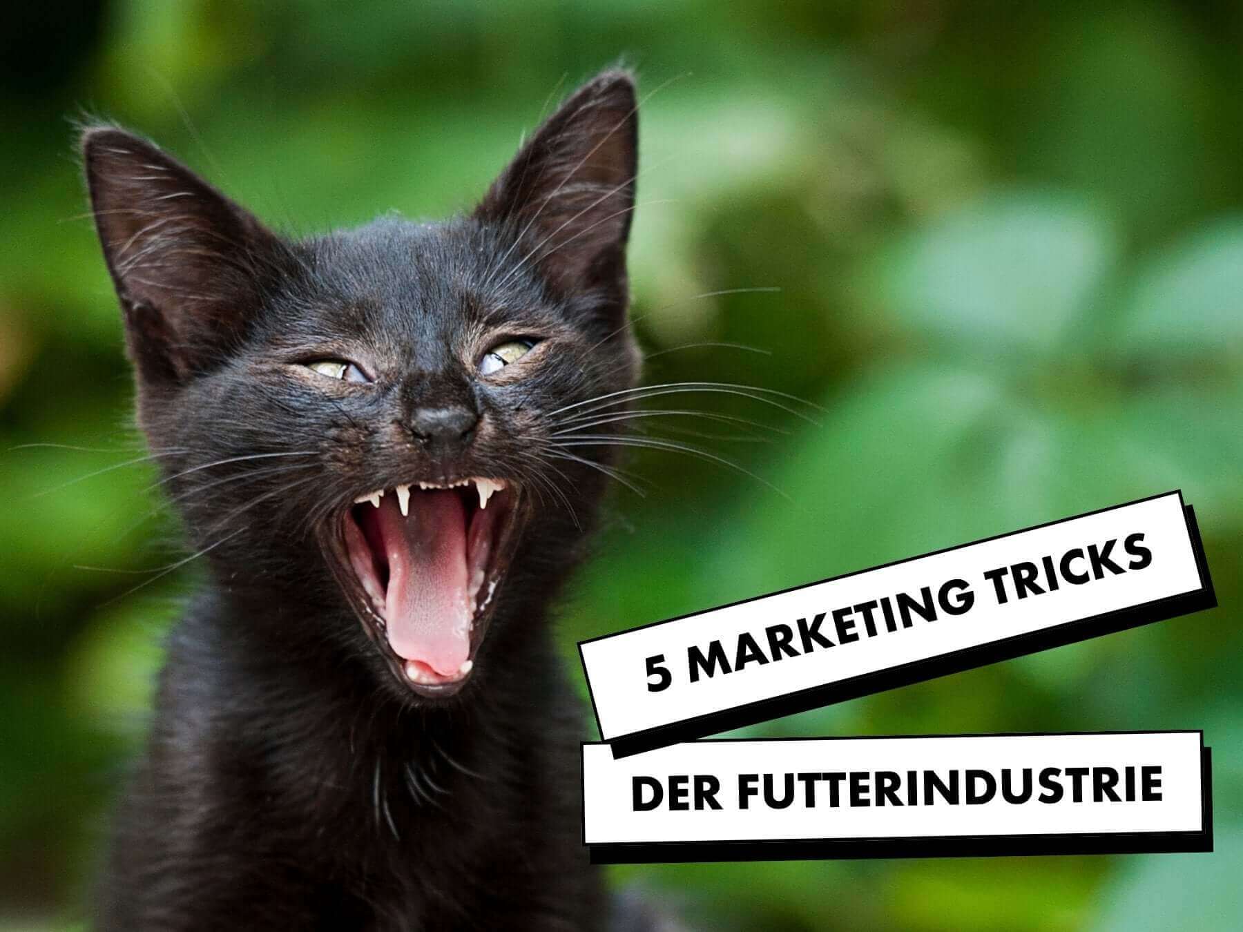 Tricks der Tierfutter-Industrie. Schwarze Katze faucht.