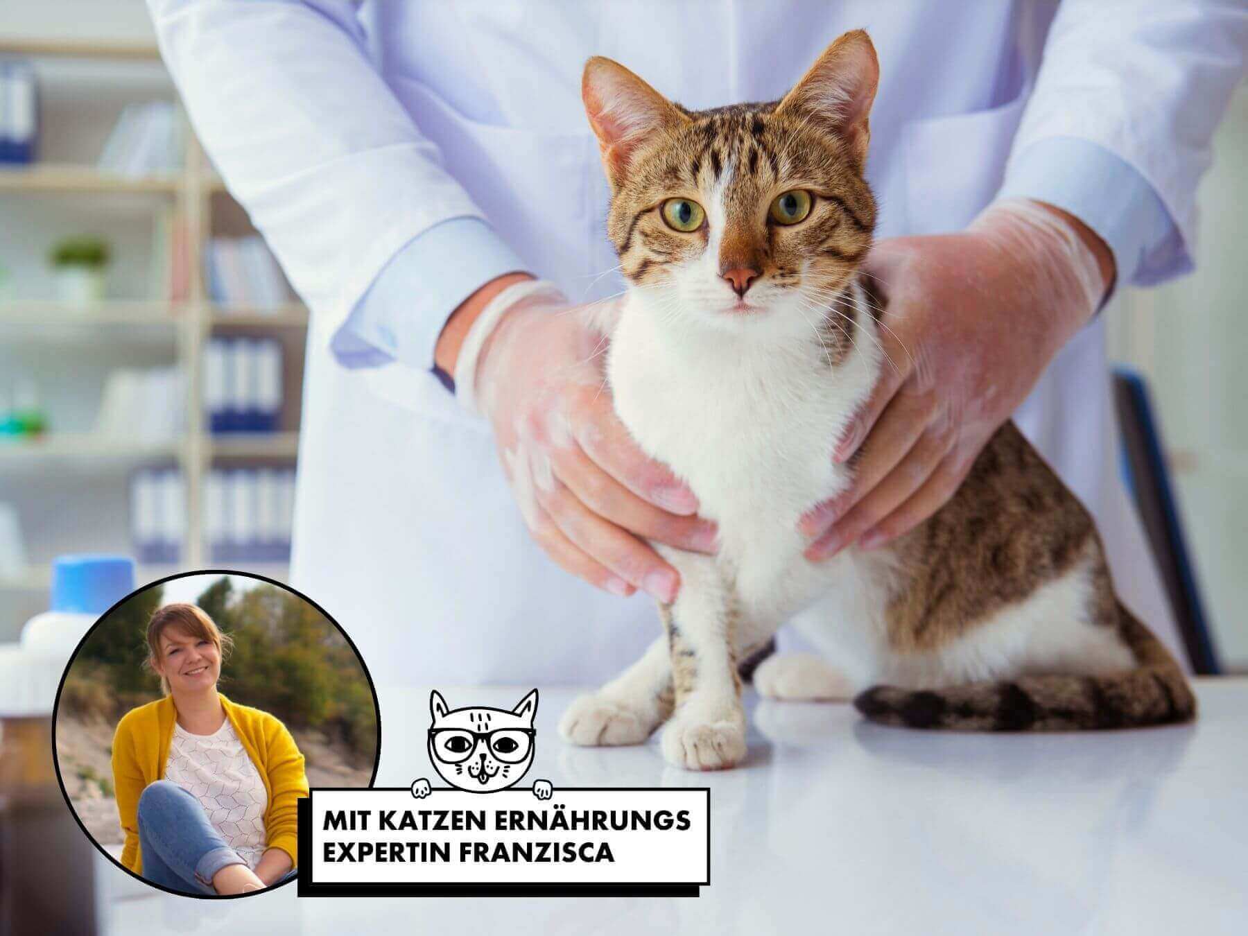 Die Niereninsuffizienz bei Katzen