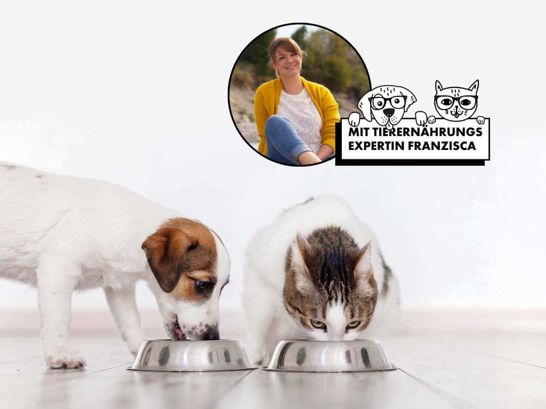 Ernährungsberatung für Katzen und Hunde.