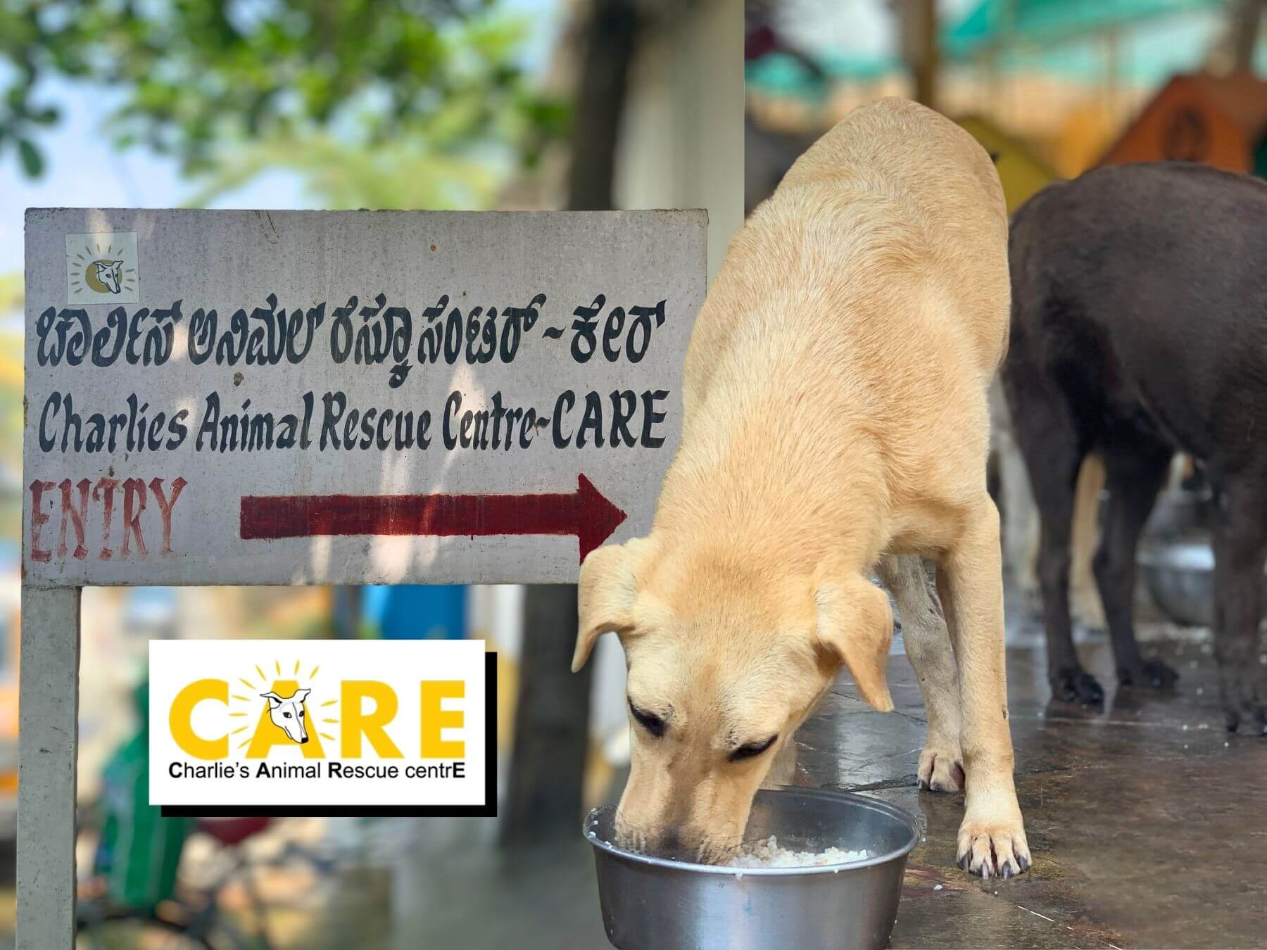 Hund im Tierheim in Indien futtert Futter aus seine Napf. Neben ihm ein Schild, dass den Weg zur Hunderettung und Katzenrettung CARE zeigt.