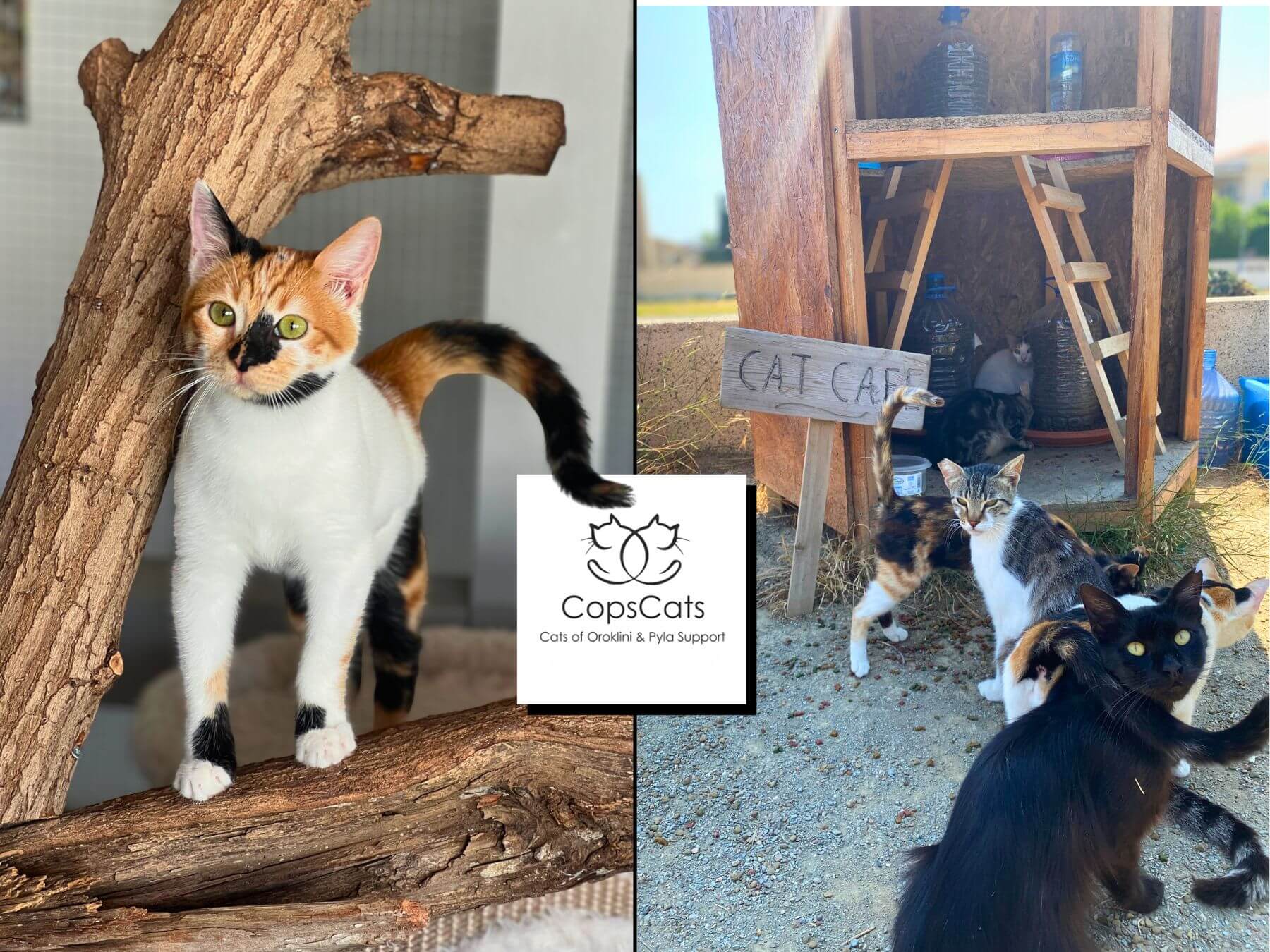 Unser Partner-Tierschutzverein CopsCats