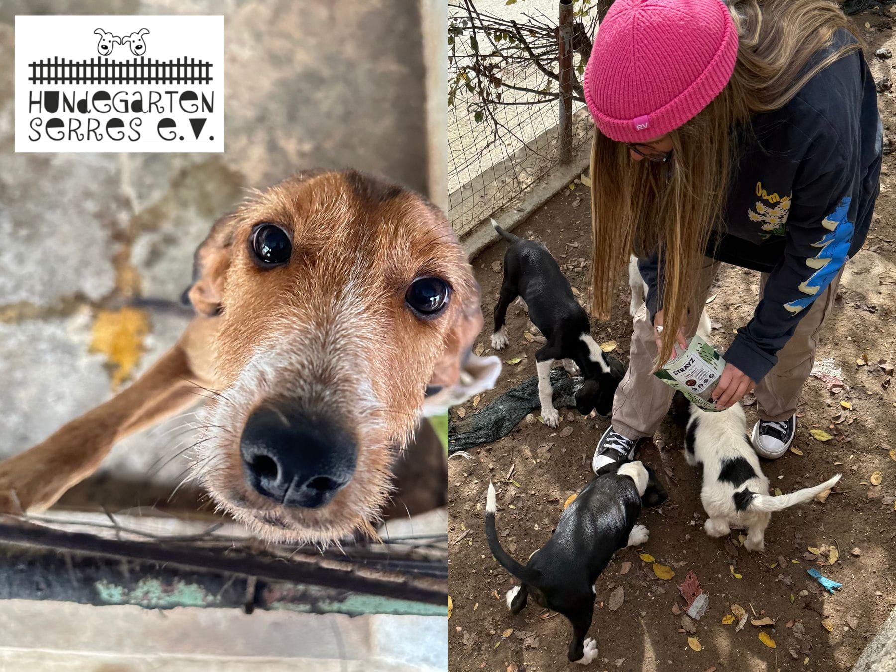 Zu Besuch im Hundegarten Serres