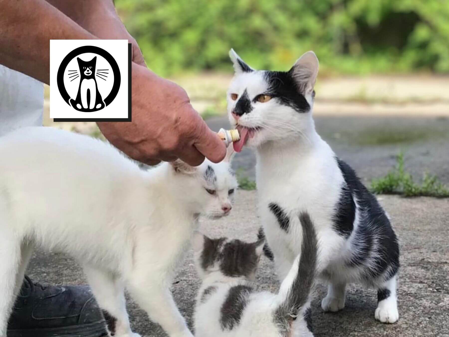 Straßenkatzen aus Dortmund in Deutschland werden von einer Katzenretterin aus Dortmund gefüttert und versorgt. Zwei erwachsene Katzenmamas sind zu sehen und ein kleines Katzenbaby.