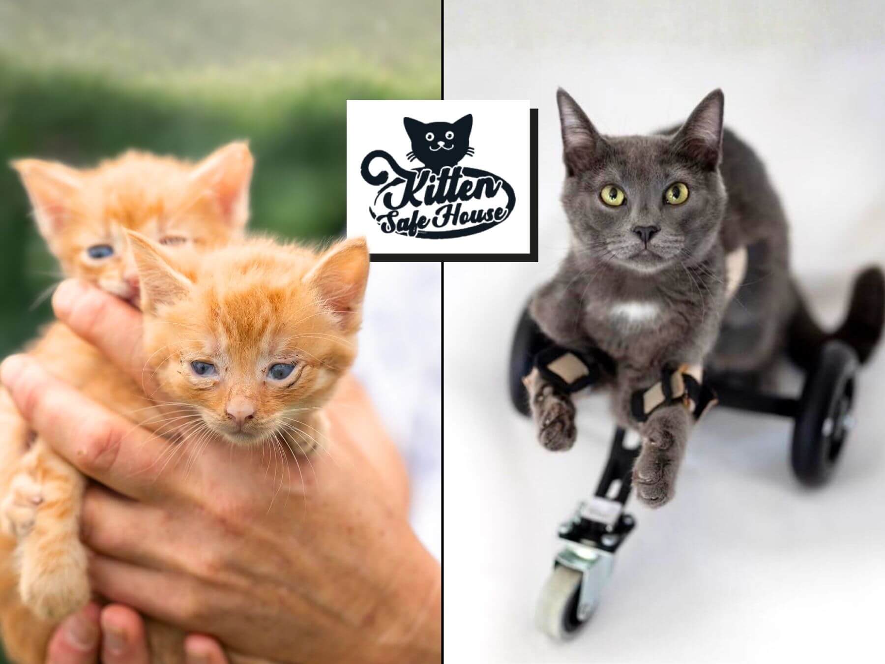 Unser Partner-Tierschutzverein Kitten Safe House e.V.