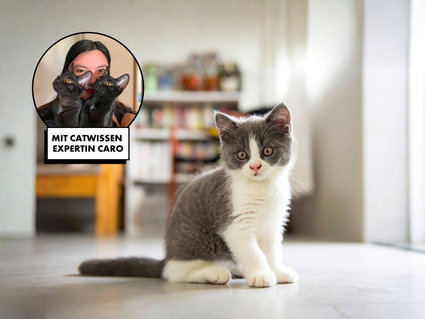 Kitten alleine halten? Einzelhaltung im Check!