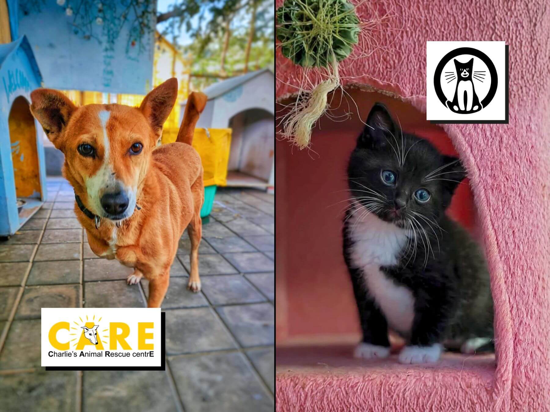 Unsere zwei neuen Tierschutzorgas