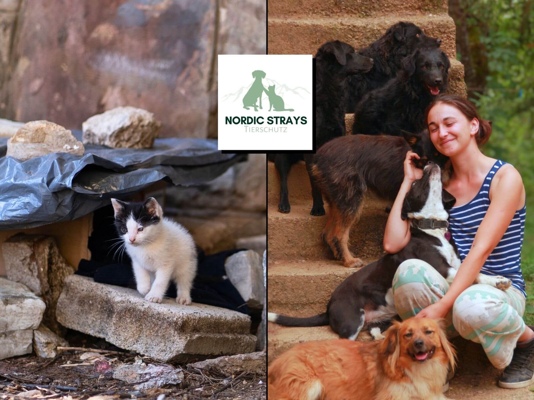 Unser neuer Tierschutzverein Nordic Strays e.V.
