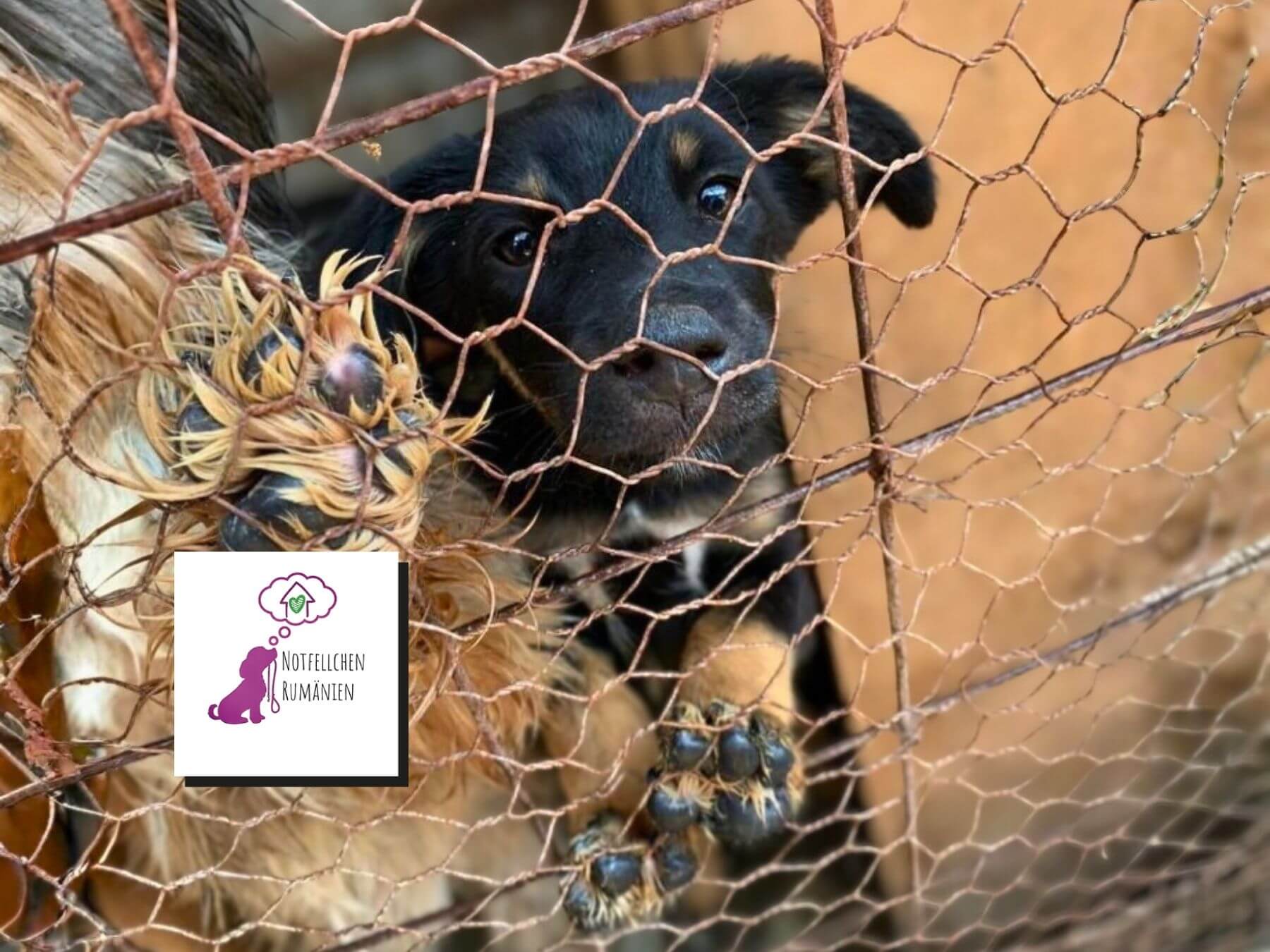 Hunderettung in Rumänien mit Tierheim und Rettungsstaation