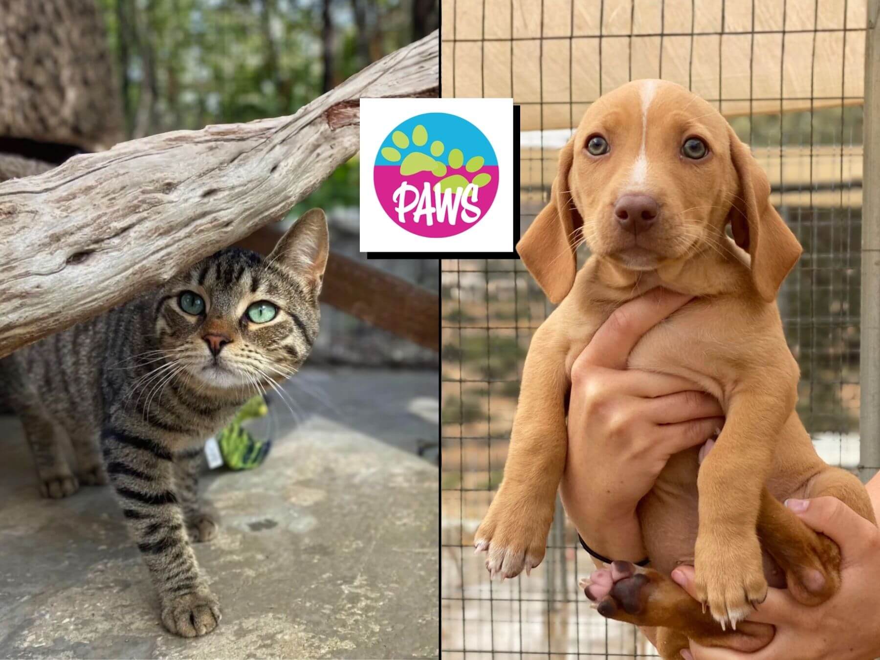 Unser Partner-Tierschutzverein PAWS