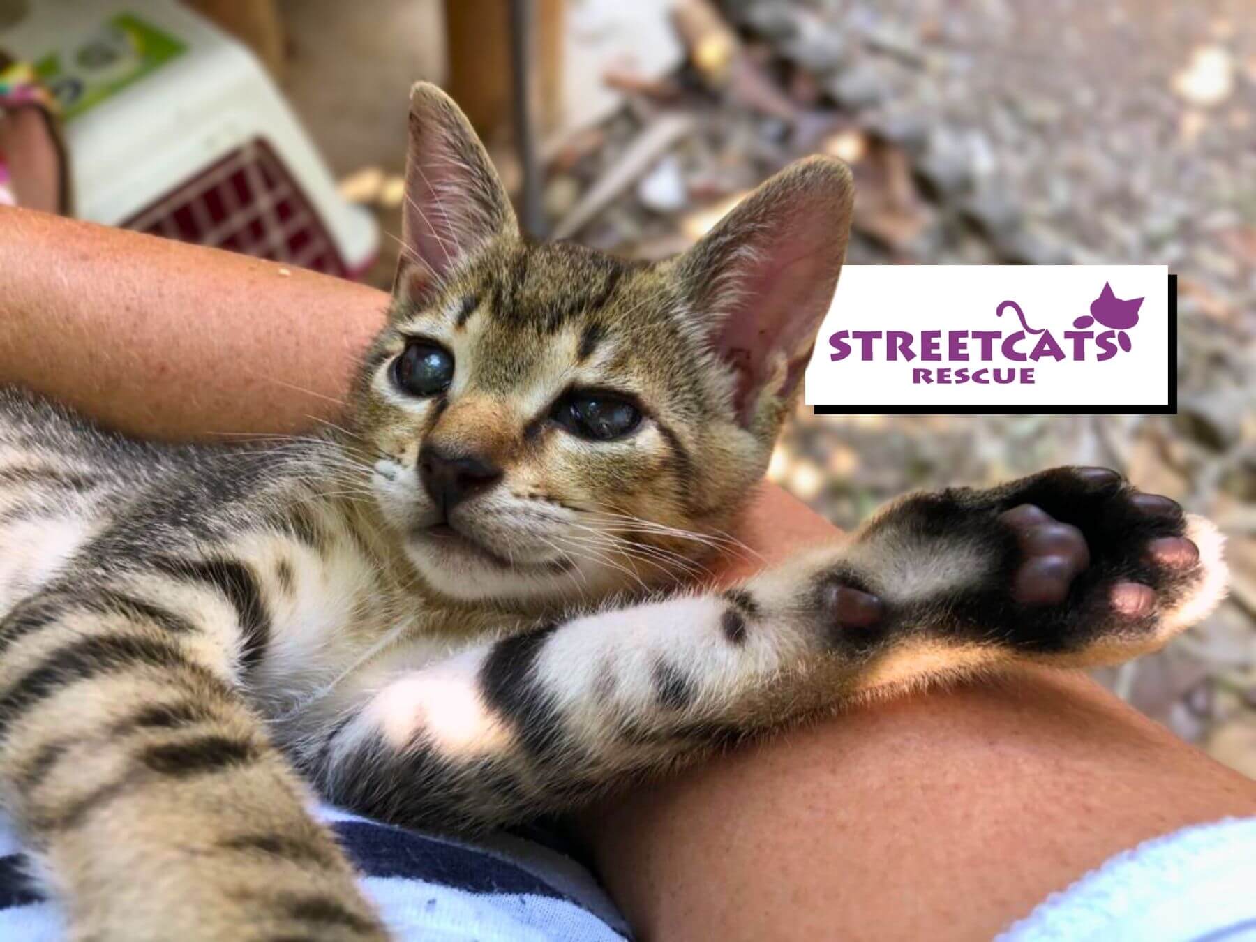 Unser Partner-Tierschutzverein Street Cats Rescue