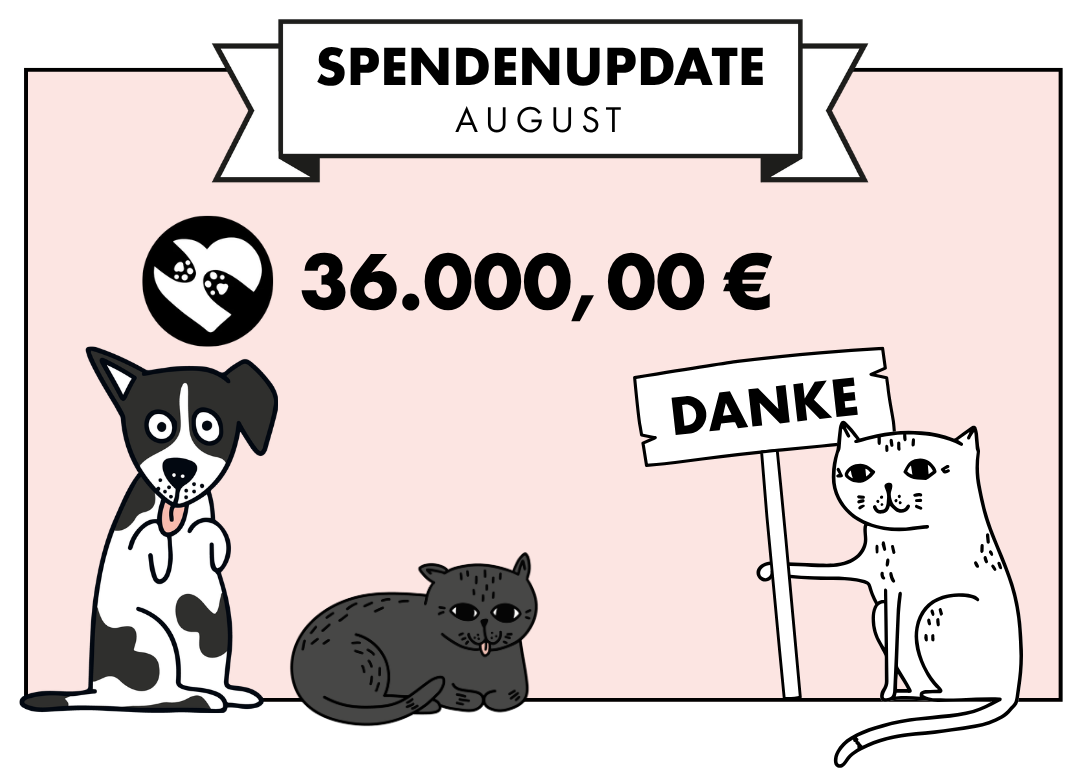 Spendenupdate STRAYZ August 2026
