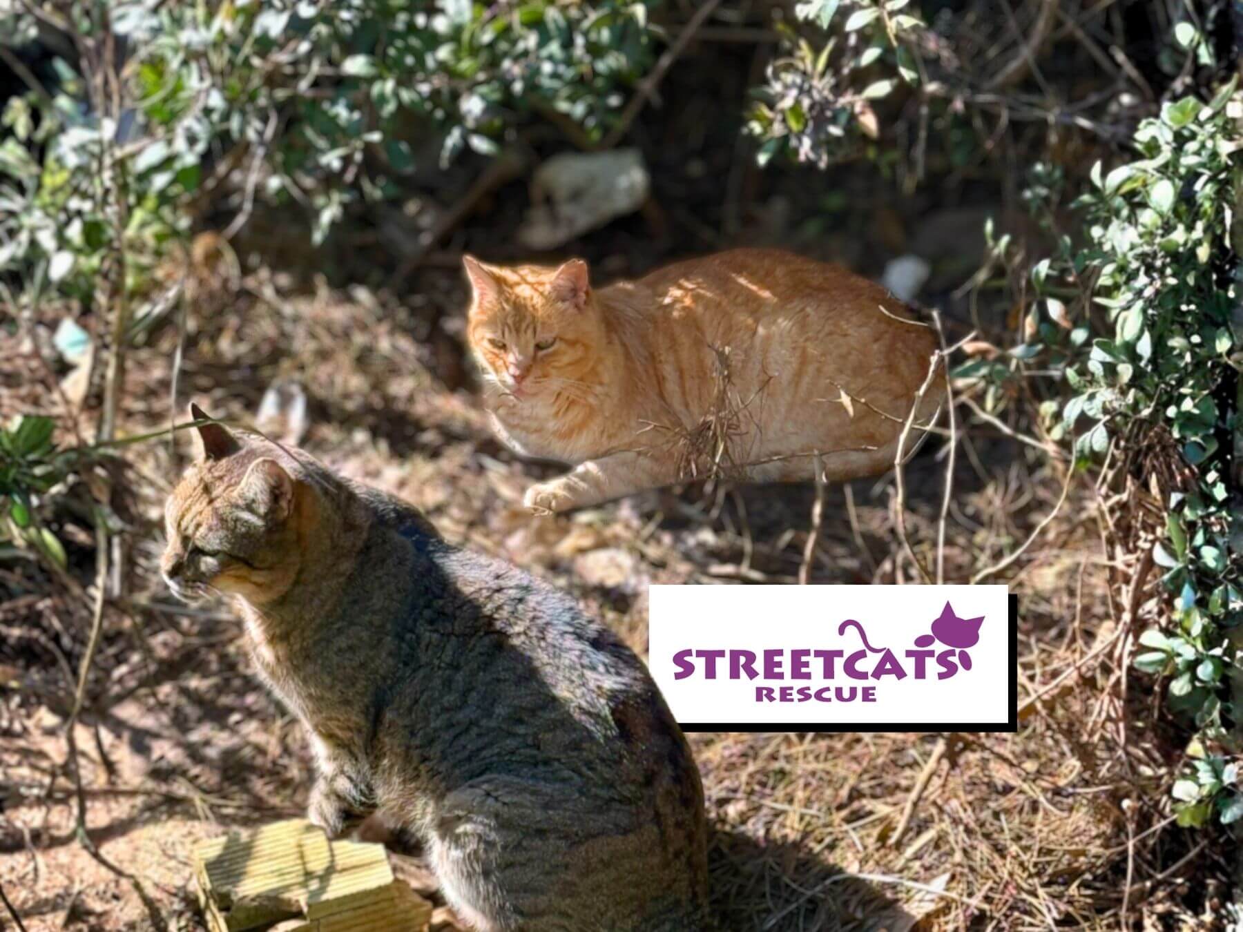 Geretteter roter Kater Pepe mit FIV Katzenaids in Katzenkolonie.