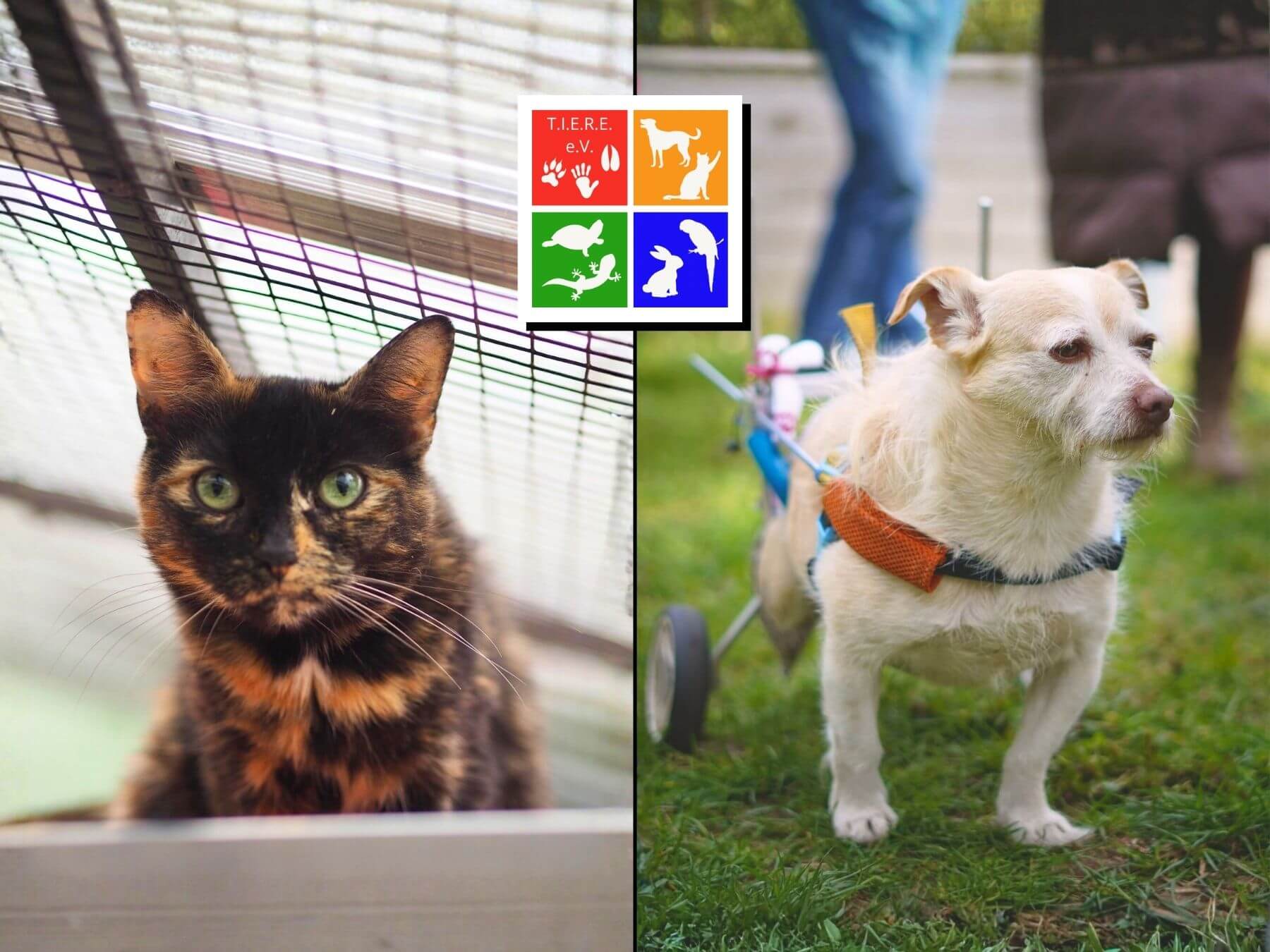 Unser Partner-Tierschutzverein T.I.E.R.E. e.V.