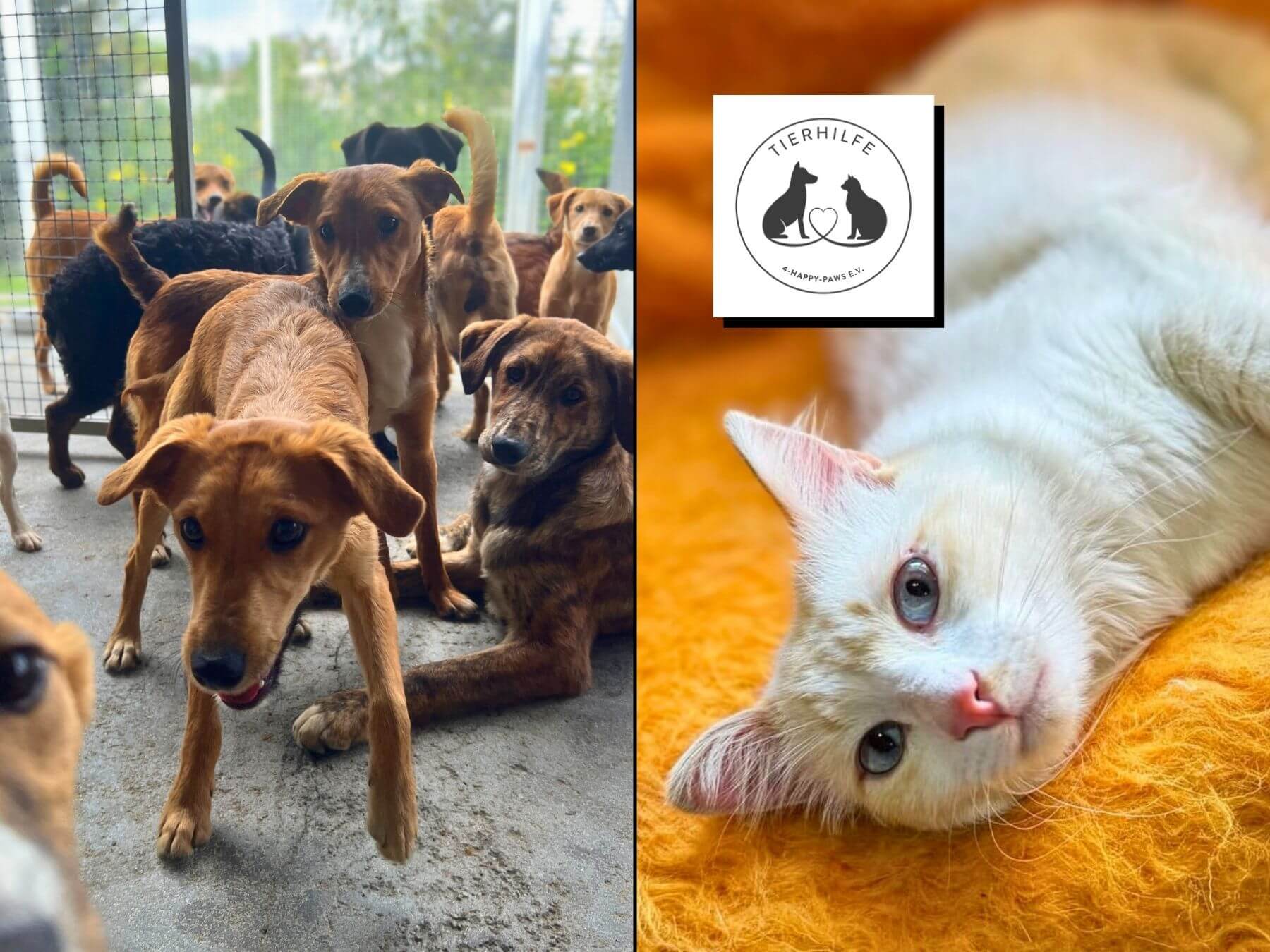 Unser Partner-Tierschutzverein Tierhilfe 4-Happy-Paws e.V.