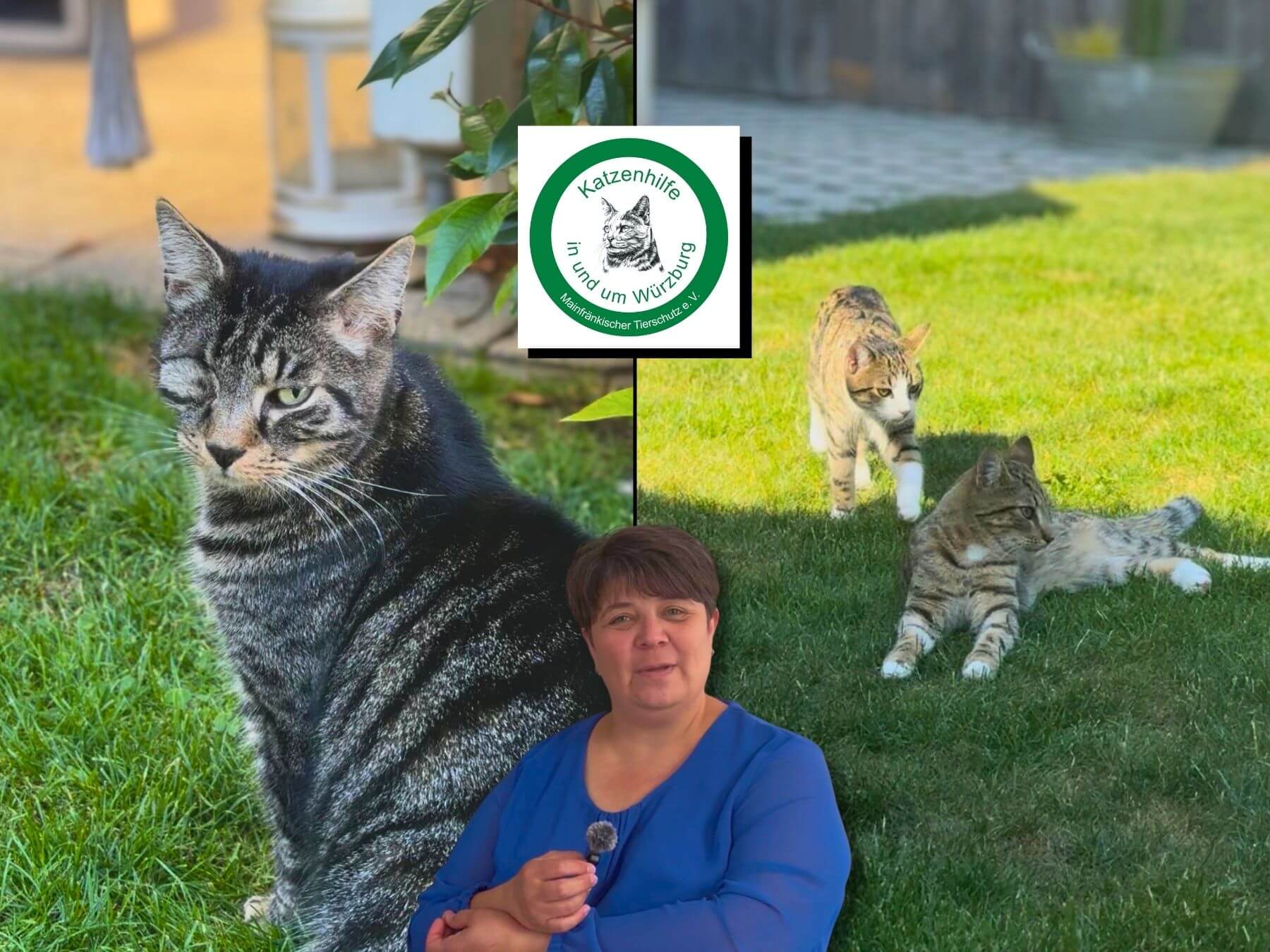 Zu Besuch bei Bianca einer Pflegestelle für Katzen von der Katzenhilfe Würzburg