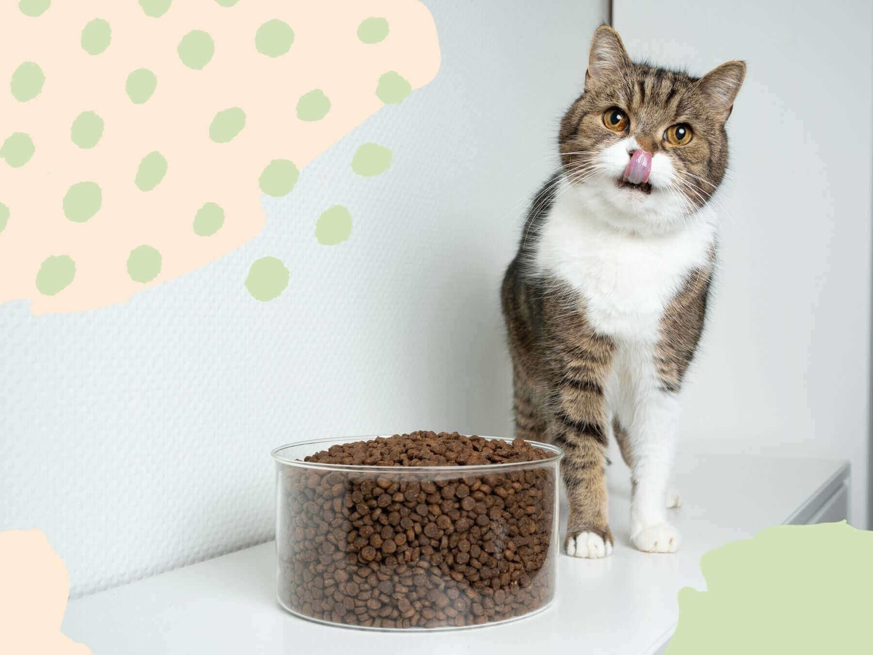 Katze steht neben einem großen Napf Trockenfutter