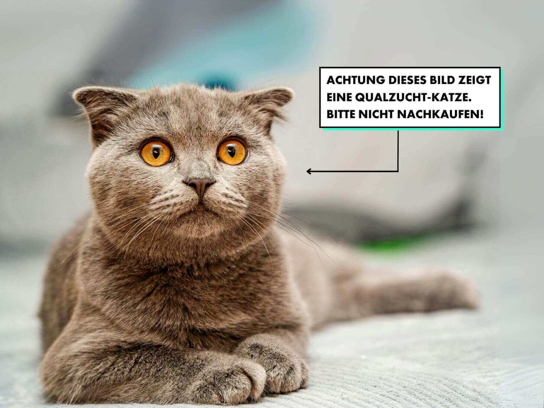 Qualzucht bei Katzen.