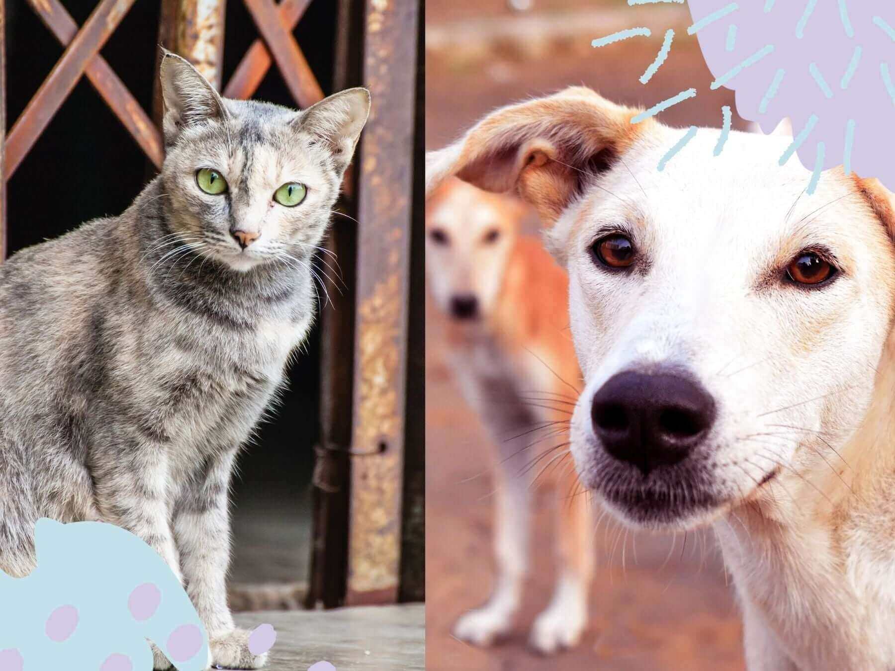 Am 4. April ist Weltstreunertag