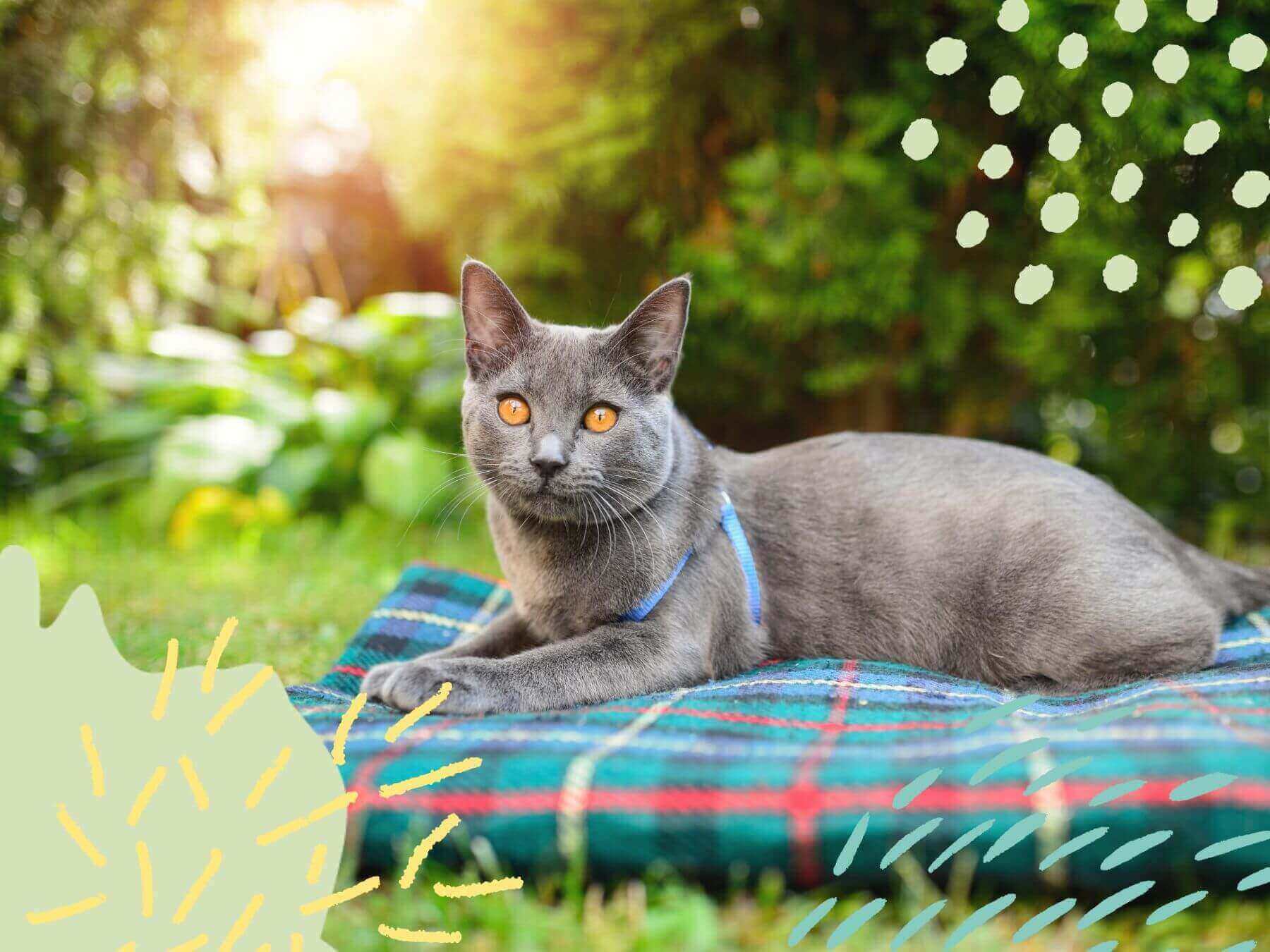 Katze im Sommer im Garten. So kannst du deiner Katze bei Hitze helfen.