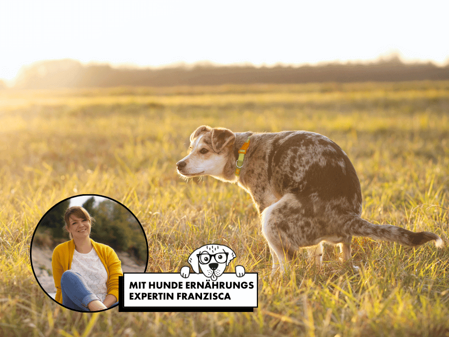 Hund kotet auf ein Feld