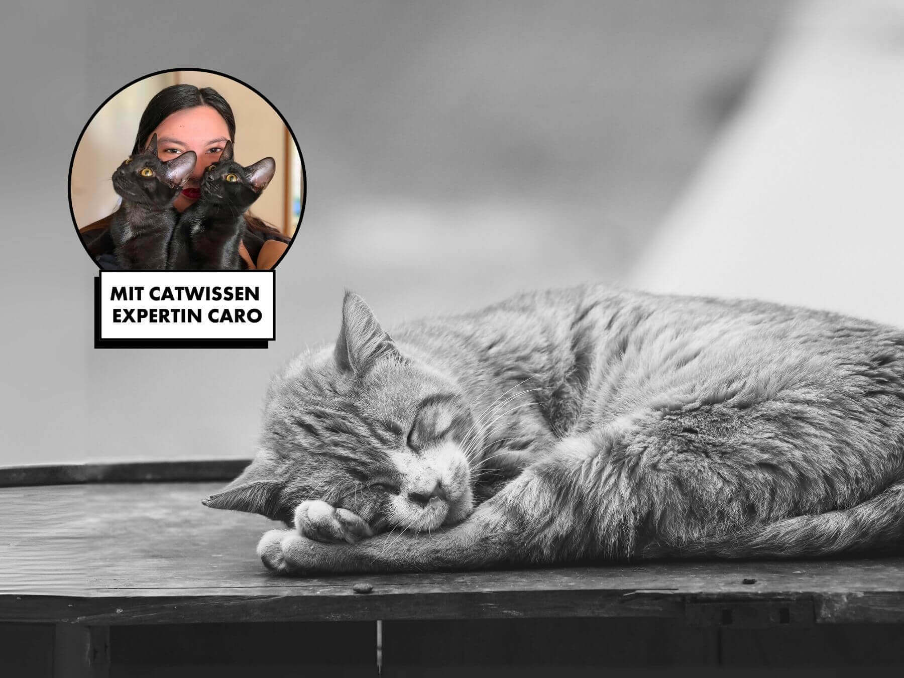 Katze gestorben verstorben im Merhkatzenhaushalt Trauer bei Katzen
