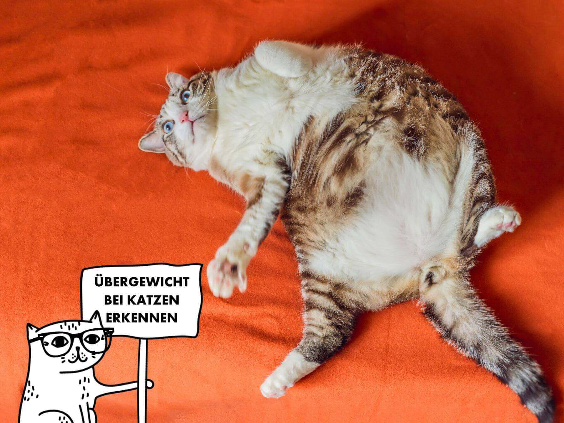 Übergewichtige Katze liegt auf dem Rücken