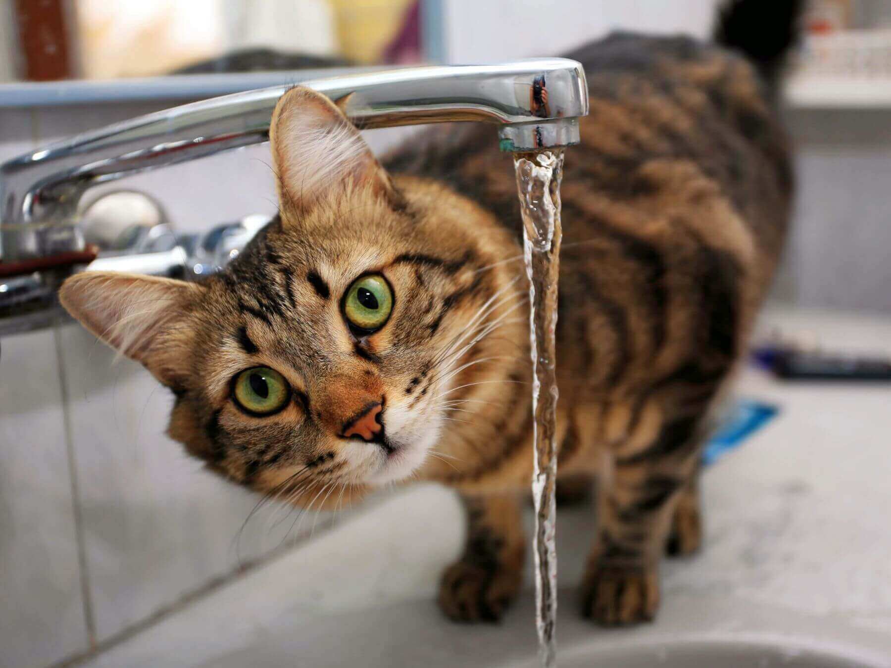 Deine Katze trinkt nicht?