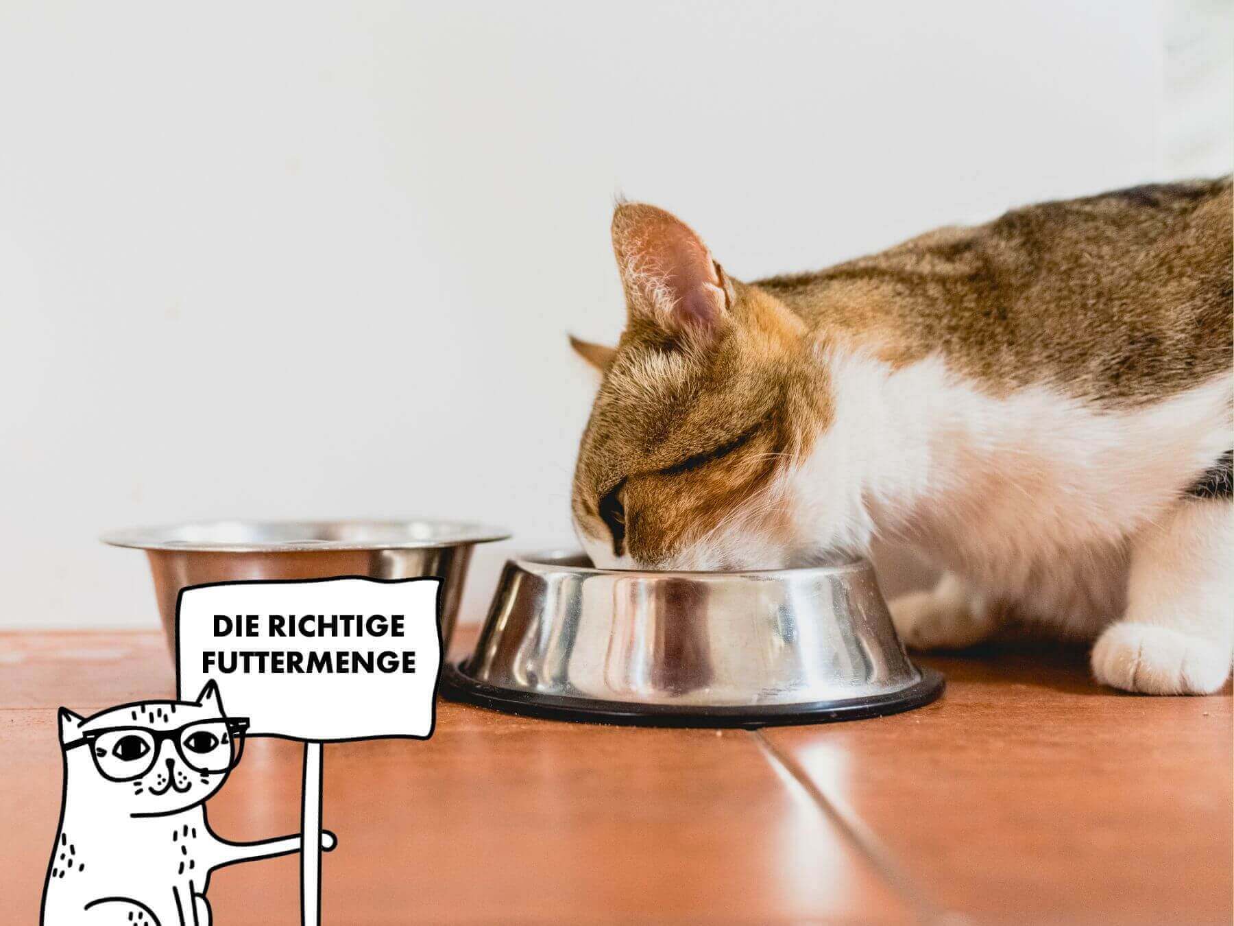 Weiß getigerte Katze frisst Futter aus ihrem Metallnapf für Katzen.