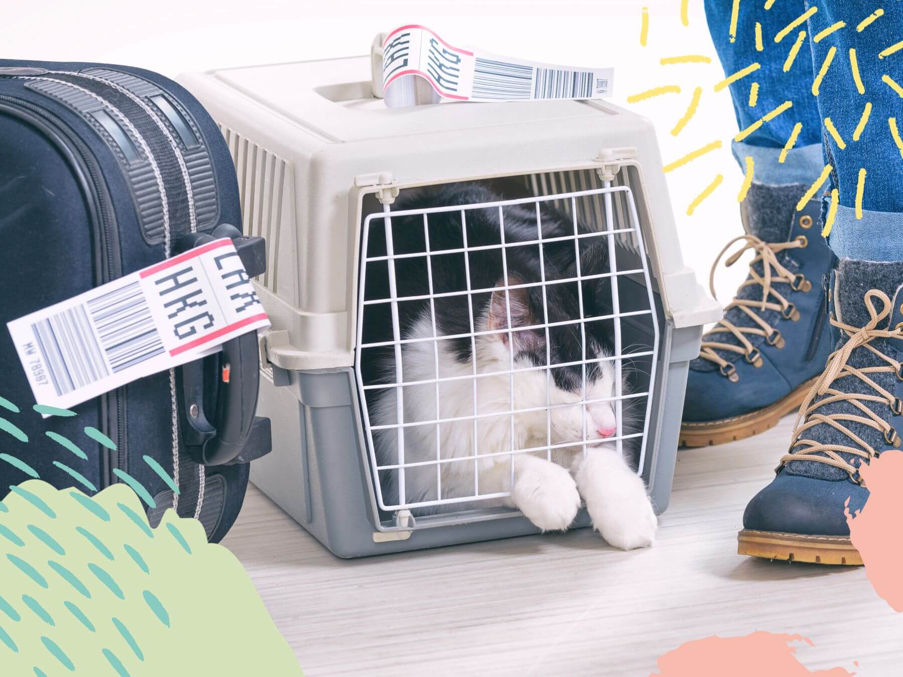 Flugpaten gesucht: Im Urlaub Tiere retten! Katze in einer Transportbox.