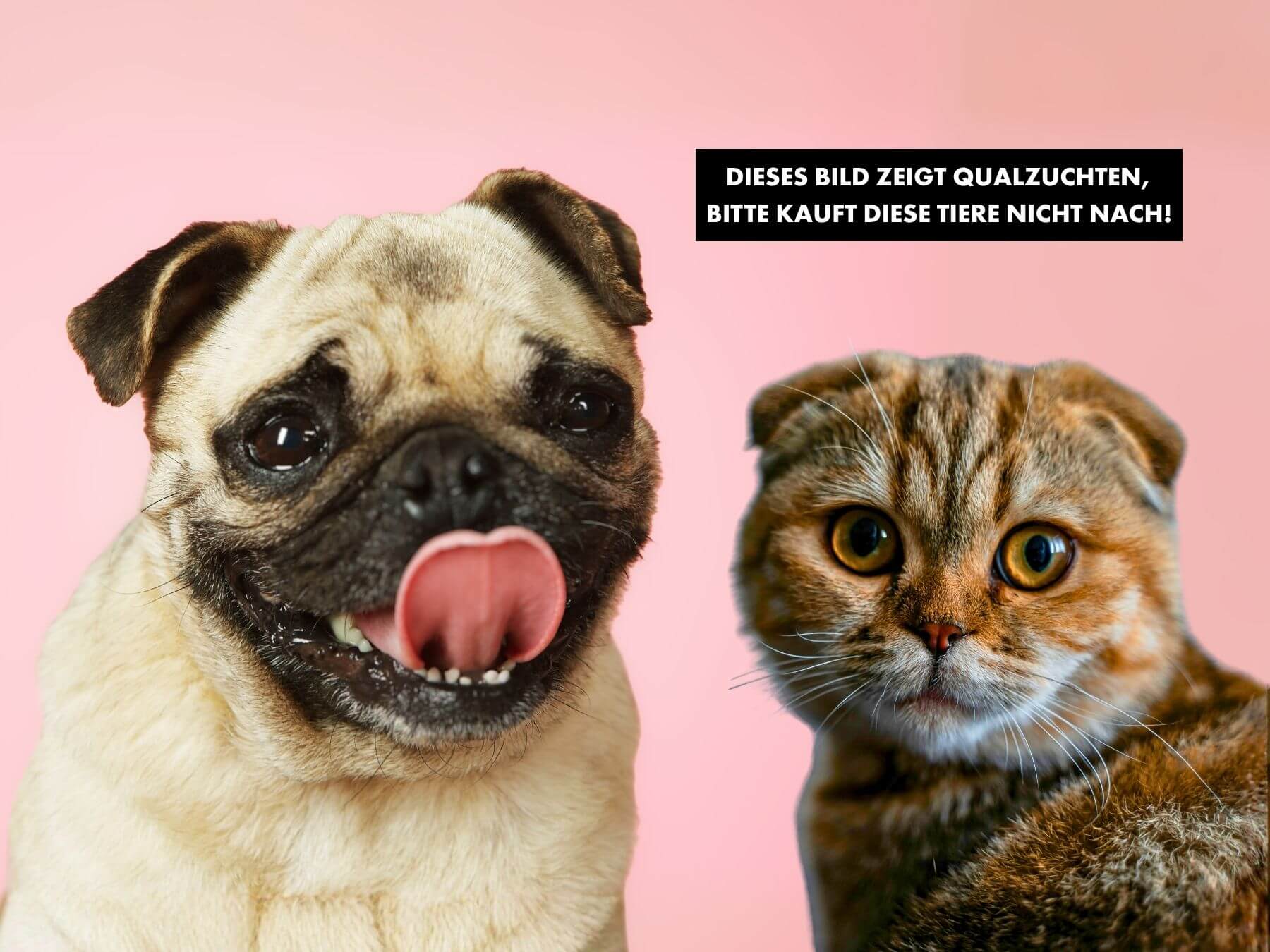 Qualzucht in der Werbung Quazuchtrassen bei Unternehmen Katze und Hunde Werbung Mops und Scottish Fold Katze