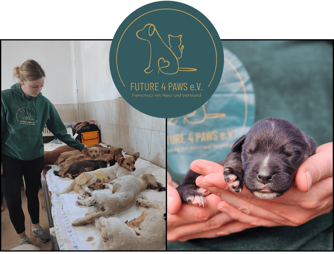 Auf diesem Foto sieht man zum einen einen Endruck einer Kastrationsaktion, wo 7 kleine Hunde nach der Kastration zusammen liegen und auf der anderen Seite einen mini Welpen, der in zwei Hände passt.