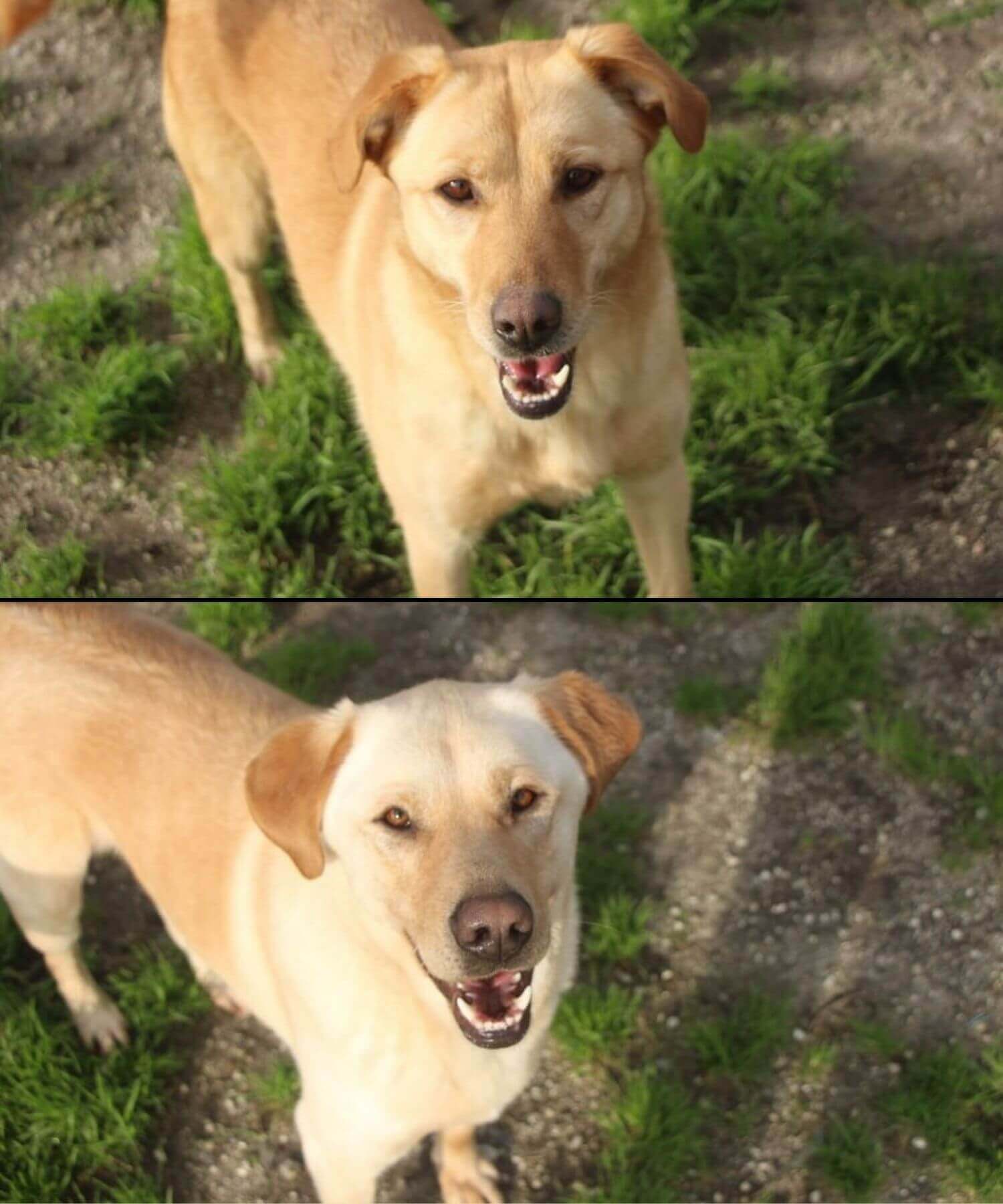 Zwei Geschwister Hunde aus dem Tierschutz suchen ein neues Zuhause. Große Hunde, Labrador-Mix, beiges Fell.