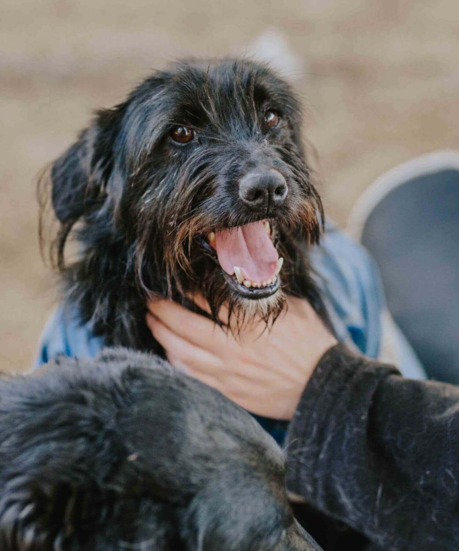 Schwarzer, mittelgroßer Hund mit wuscheligem Fell sucht ein neues Zuhause