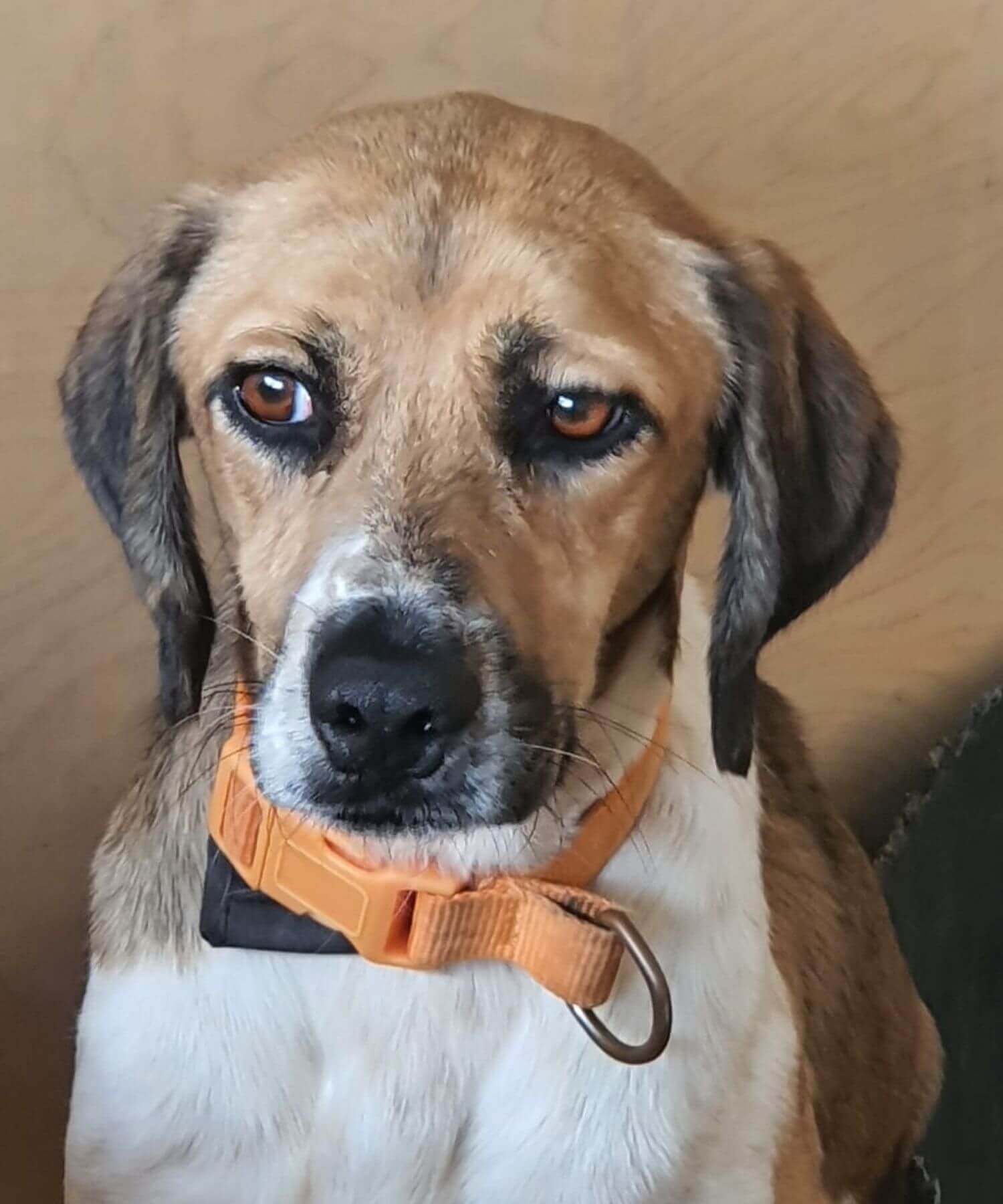 Mittelgroßer weiß brauner Hund sucht ein neues Zuhause.