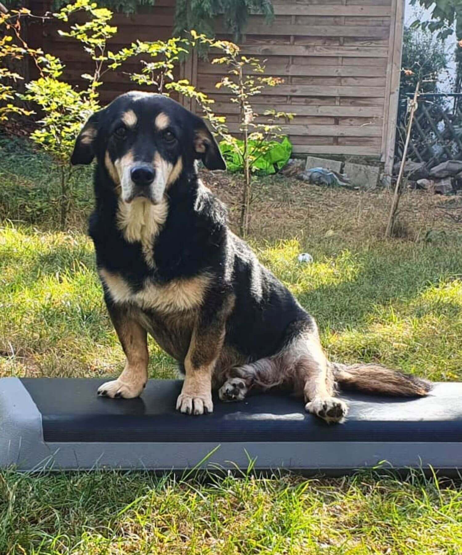 Kleiner, älterer Schwarz-Beiger Hund sucht ein Zuhause.