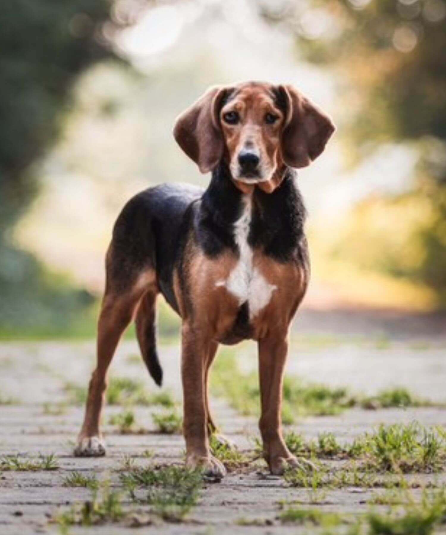Tierschutzhündin Meike sucht ein neues Zuhause. Mittelgroße braune Hündin mit Schlappohren. Blind auf einem Auge.