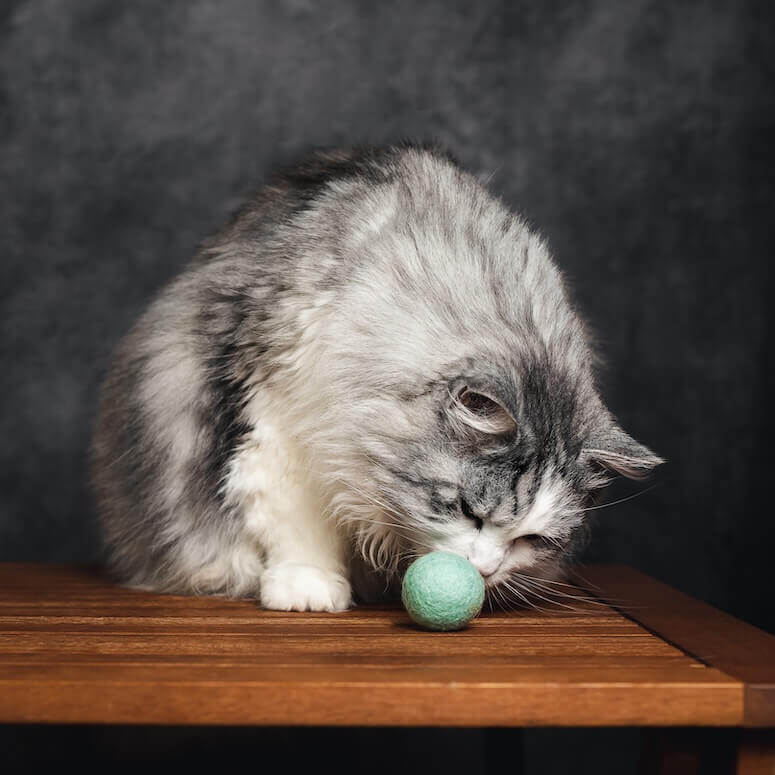 Eine Langhaarkatze schnuppert an dem türkisen Filzbällchen von CATLABS.