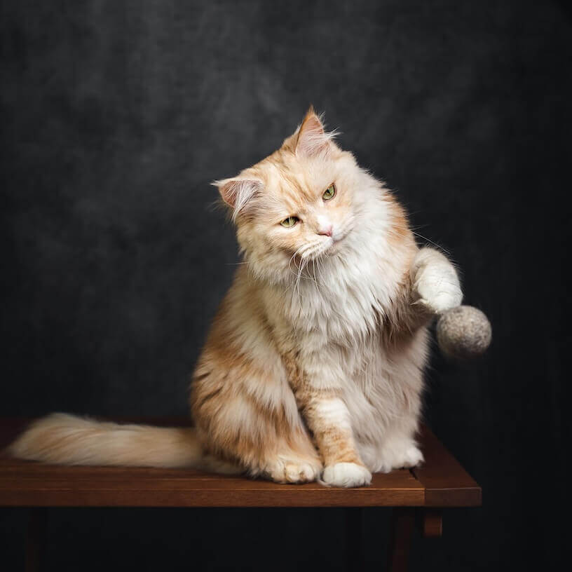 Eine lanhhaar Katze spielt mit dem grauen Filzbällchen von CATLABS.