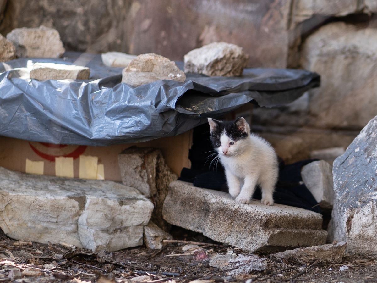 Straßenkitten in Kroatien