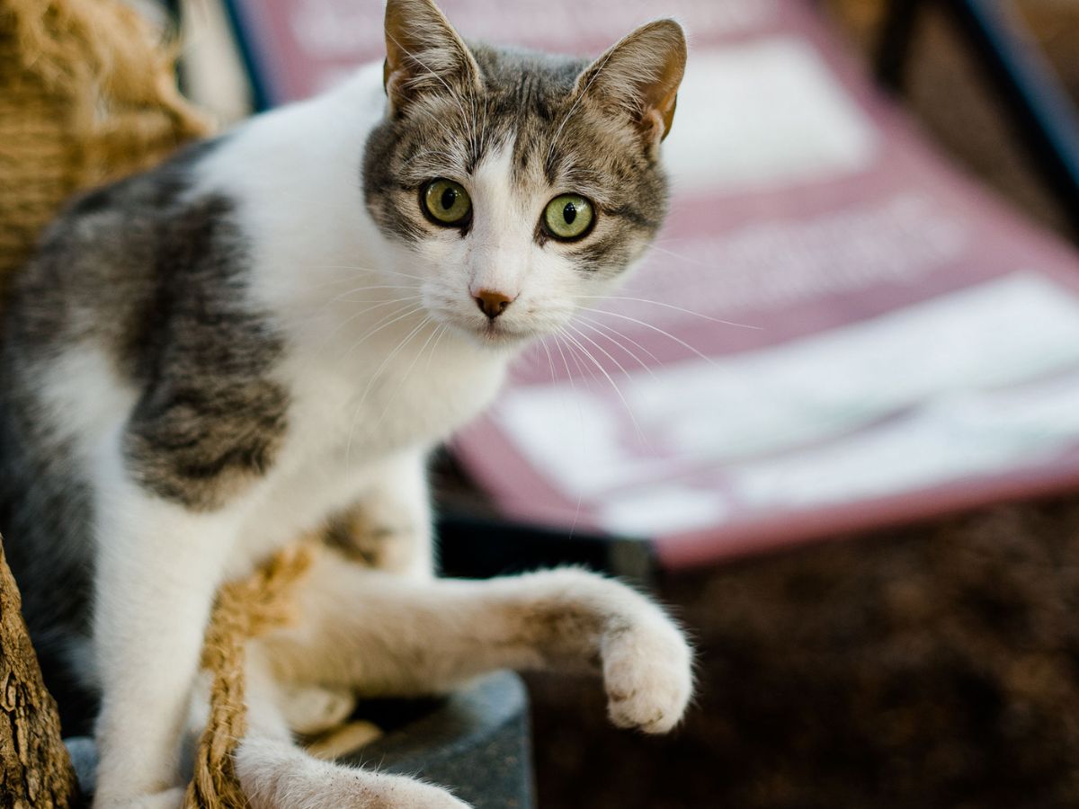 Katze mit gelähmten Beinen